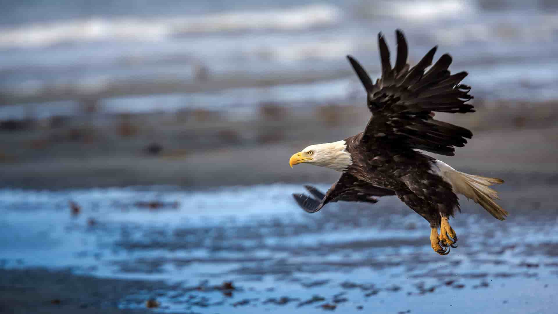 A powerful bald eagle soaring low over the water, with its wings outstretched, captured in a close-up action shot near Homer, Alaska.