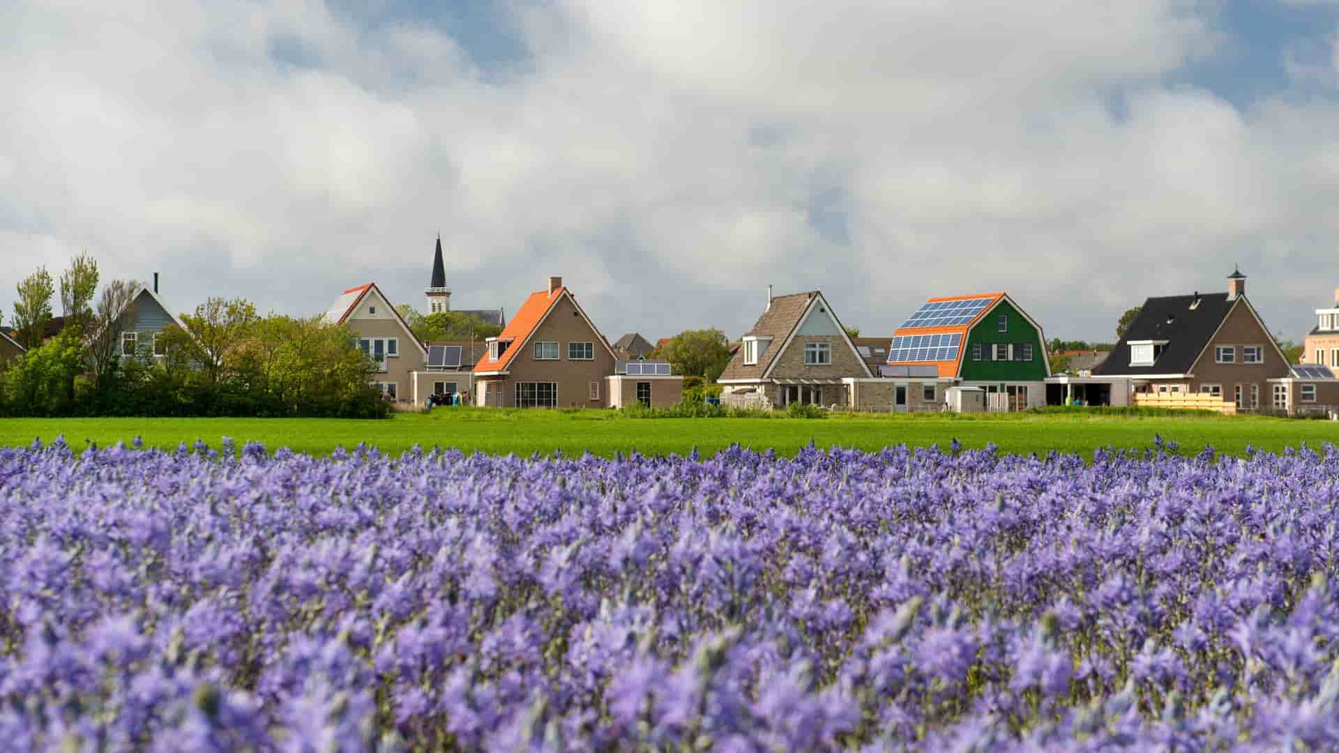 A picturesque view of a vibrant purple flower field in the foreground, with traditional Dutch houses and a church steeple in the background in Hoorn, Netherlands.