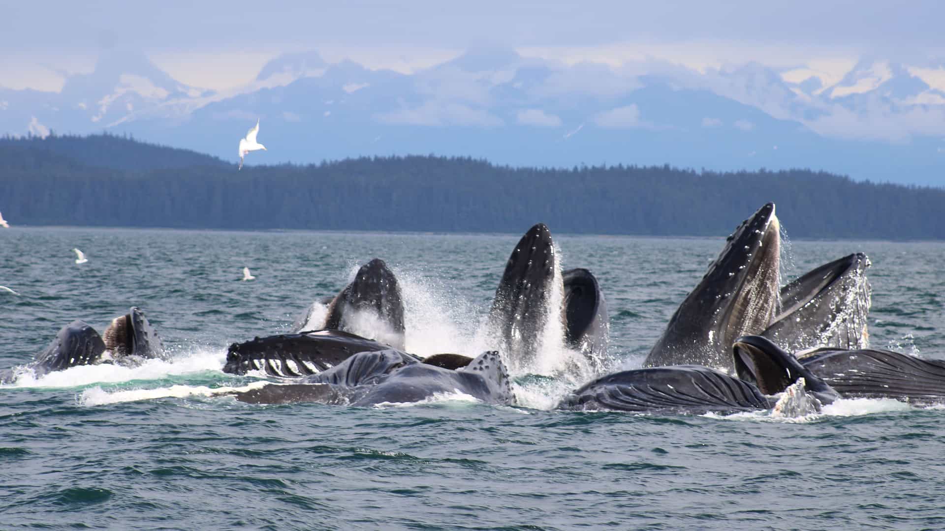 "A stunning moment of bubble-net feeding in the Icy Strait, Alaska, with several humpback whales surfacing with their mouths wide open to catch fish, with the scenic mountains in the distance. "