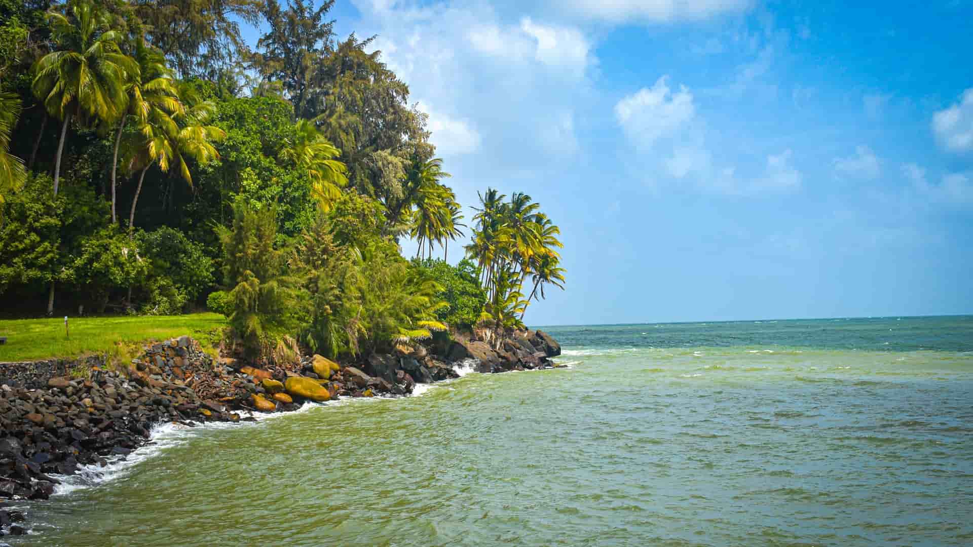 A lush, green coastline of Ile Royal, French Guiana, with palm trees and dense foliage growing on a rocky shore, meeting the dark green and blue ocean under a bright, sunny sky.