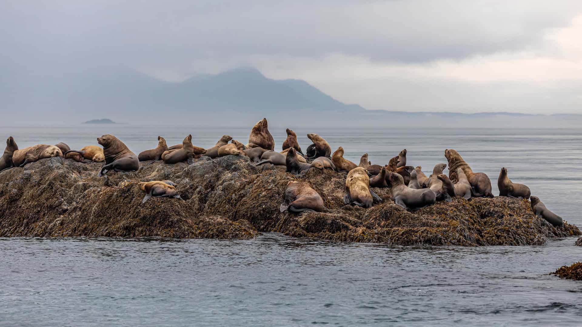 A large group of Steller sea lions are seen resting and sunbathing on a rocky outcrop in the water near the Inian Islands, Alaska, with mountains in the misty background.