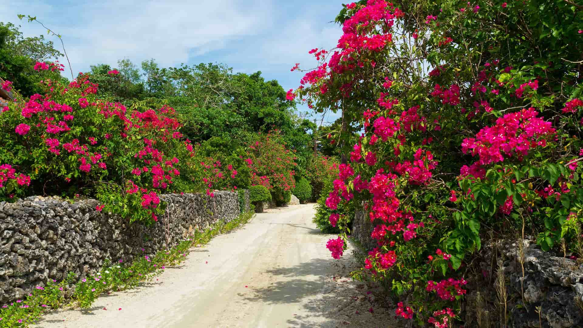 A picturesque, unpaved road lined with traditional dry-stone walls and vibrant pink bougainvillea flowers blooming against a bright blue sky.