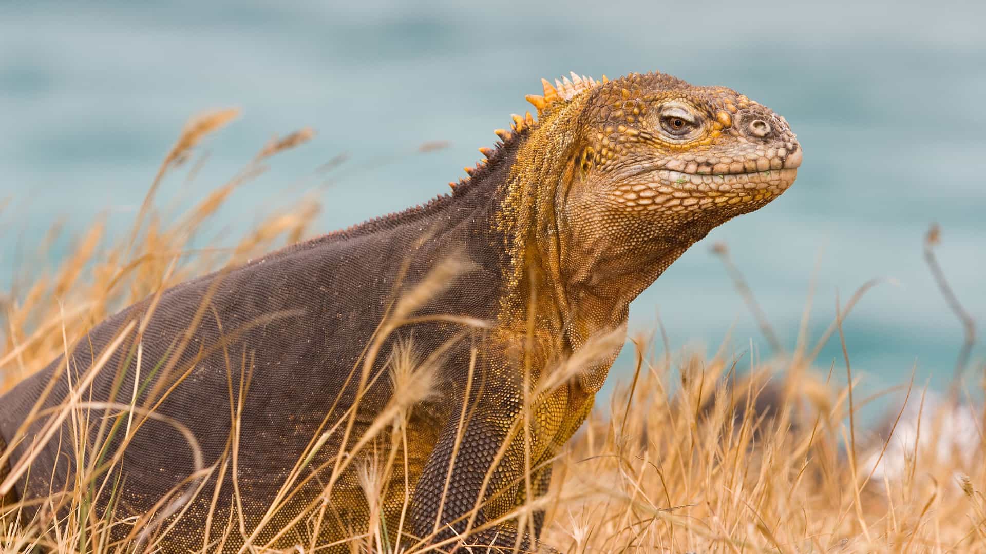 A close-up of a Galapagos land iguana with its scaly skin and spiky crest, blending into the dry grass on Isla Bartolomé.
