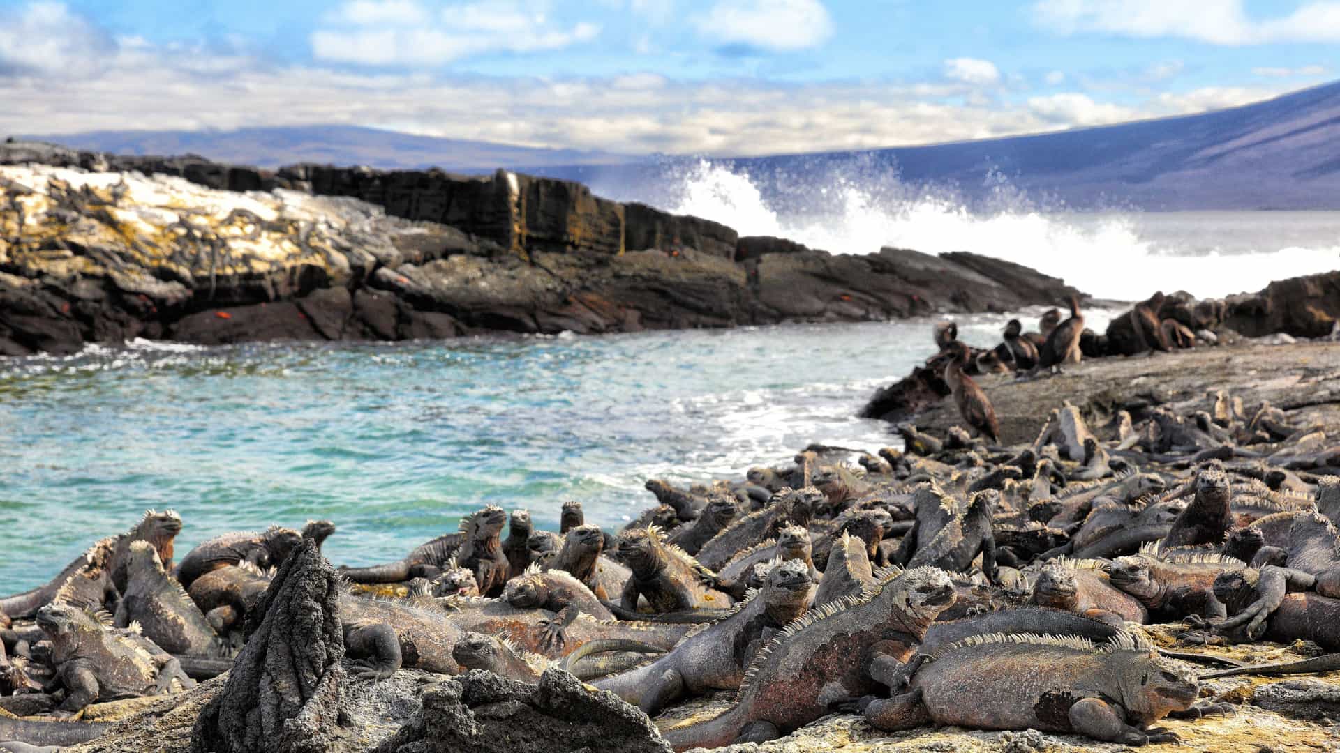 A colony of marine iguanas basking on the dark volcanic rocks of Isla Fernandina, with the ocean and waves crashing in the background.
