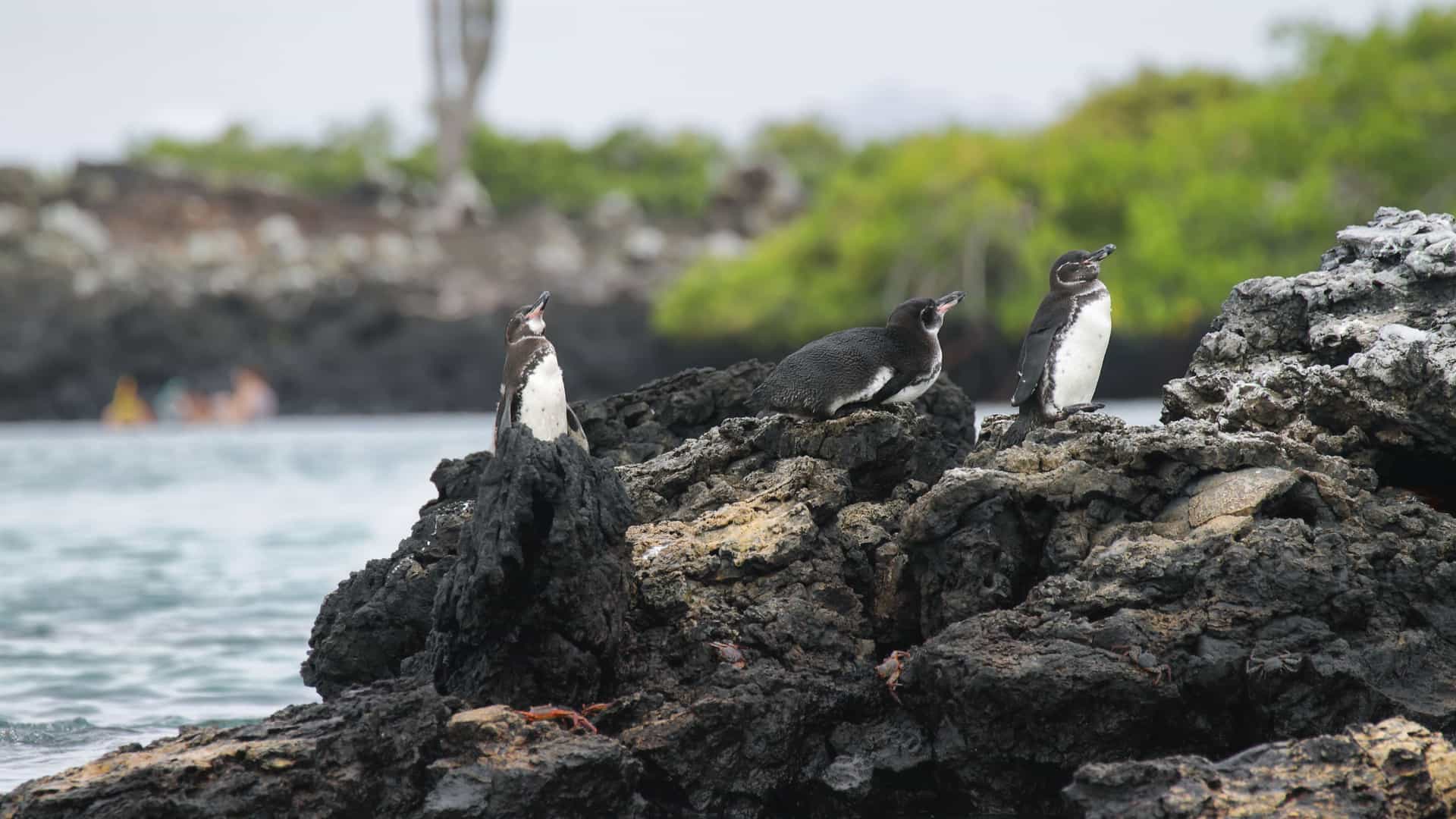 Three adorable Galapagos penguins perched on dark, volcanic rocks by the water in Caleta Tagus, with a lush green island in the background.
