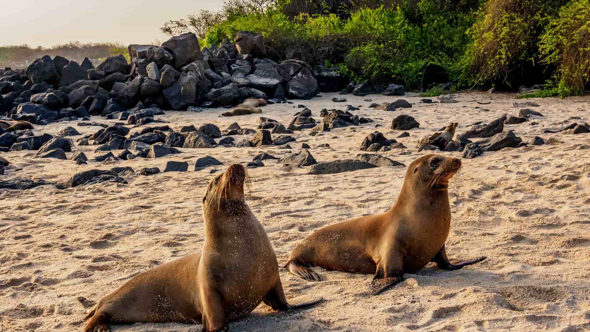 Two large Galapagos sea lions resting on a sandy beach, with other sea lions and volcanic rocks in the background under a warm sunset glow.