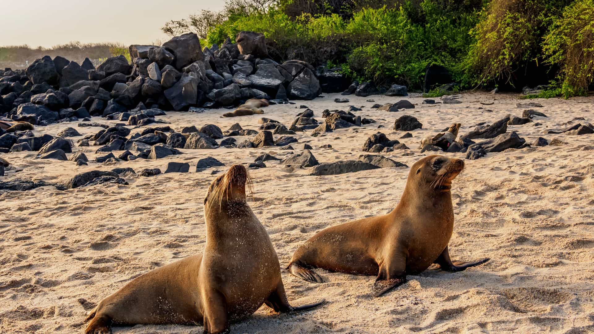 Two large Galapagos sea lions resting on a sandy beach, with other sea lions and volcanic rocks in the background under a warm sunset glow.