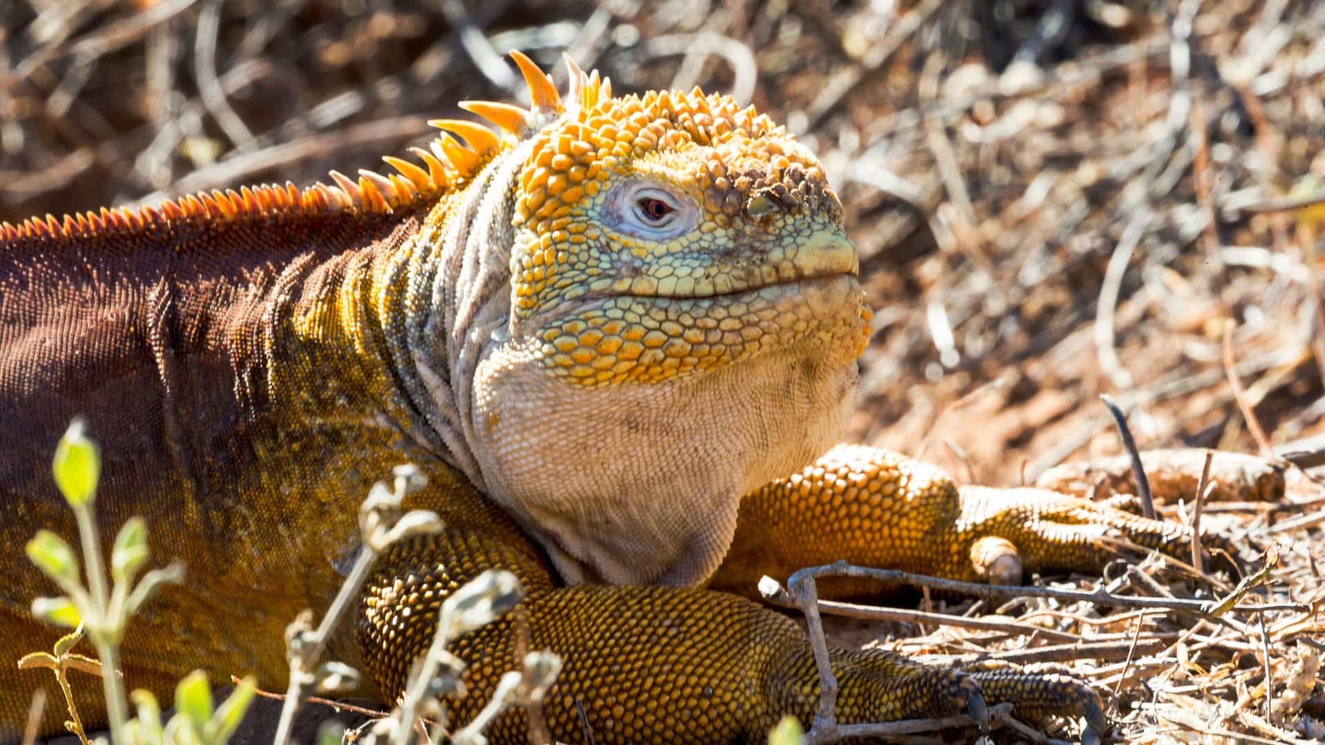 A close-up of a Galapagos land iguana with its yellowish-brown scales and prominent crest, basking in the sun on Isla Santa Cruz.