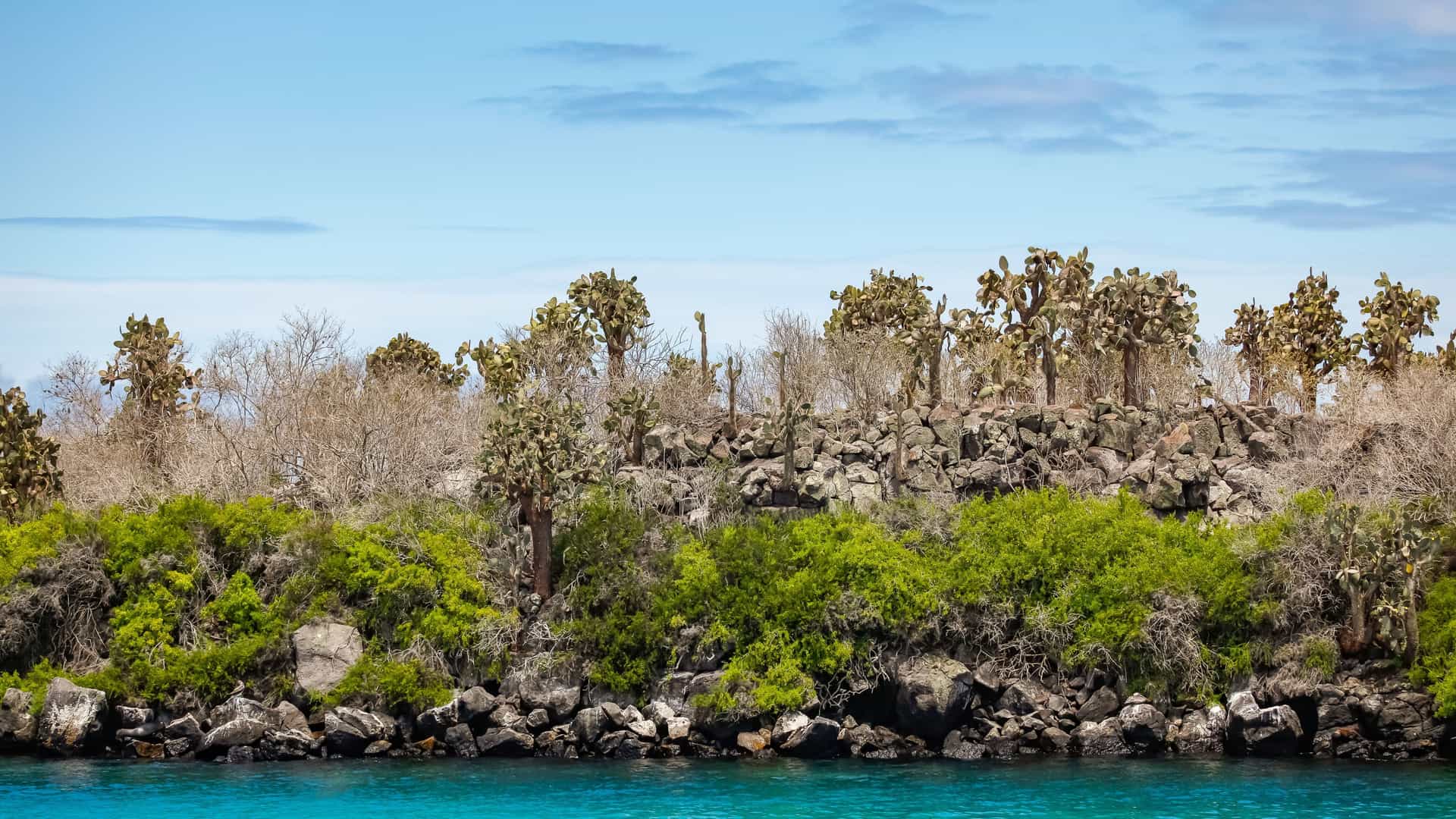 A vibrant view of Isla Santa Fe's coastline, with large prickly pear cactus trees and green shrubs growing on a rocky shoreline against a blue sky.