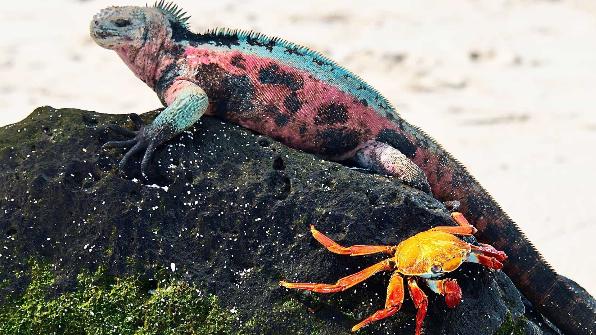 A striking marine iguana with red and green coloration resting on a rock, with a bright orange Sally Lightfoot crab nearby on Isla Santa Maria.