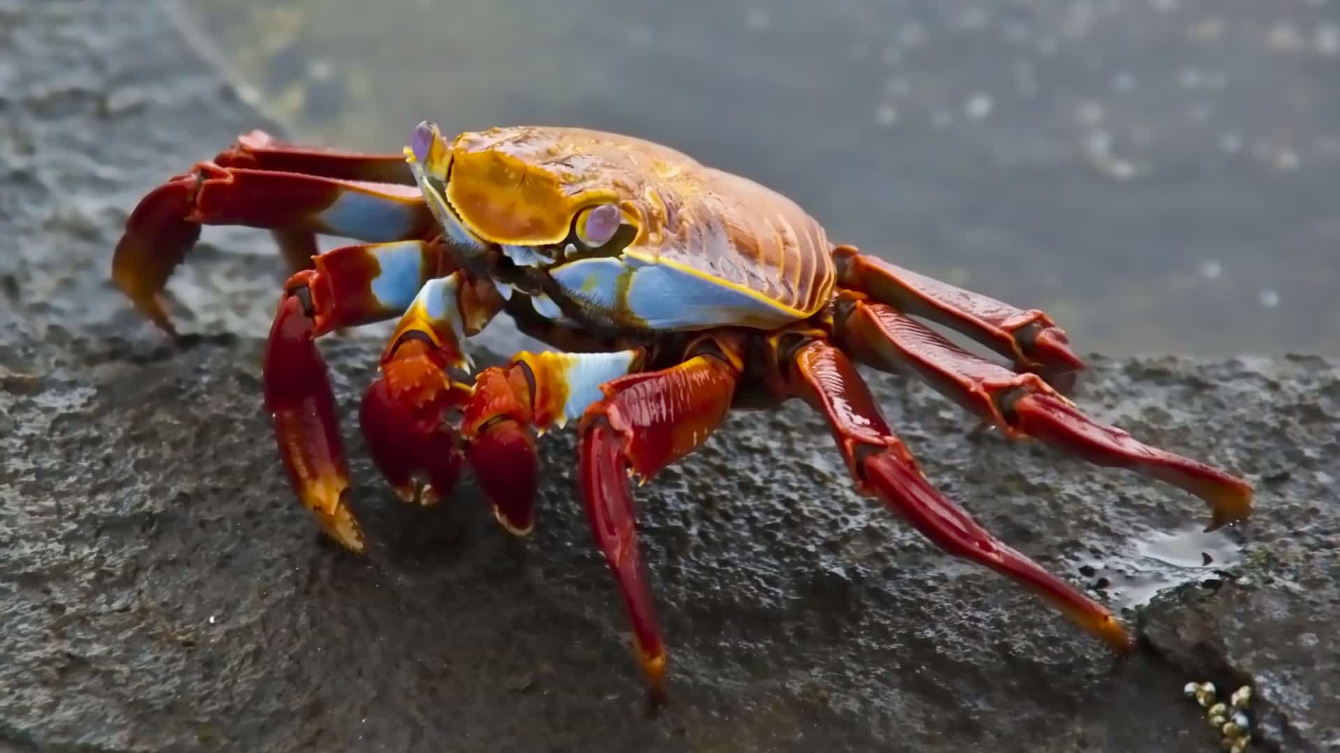 A detailed close-up of a vibrant, colorful Sally Lightfoot crab, with its bright red legs and blue and orange body, resting on a wet volcanic rock.