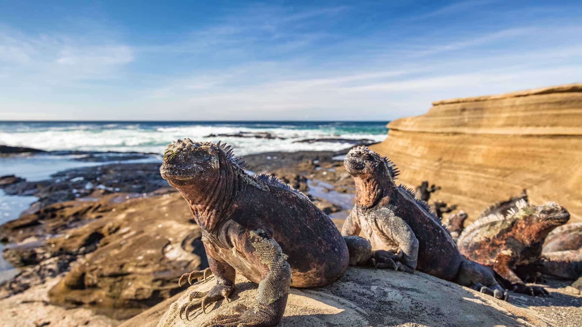 A small group of Galapagos marine iguanas are basking in the sun on dark rocks, with the ocean waves and a golden cliff in the background.