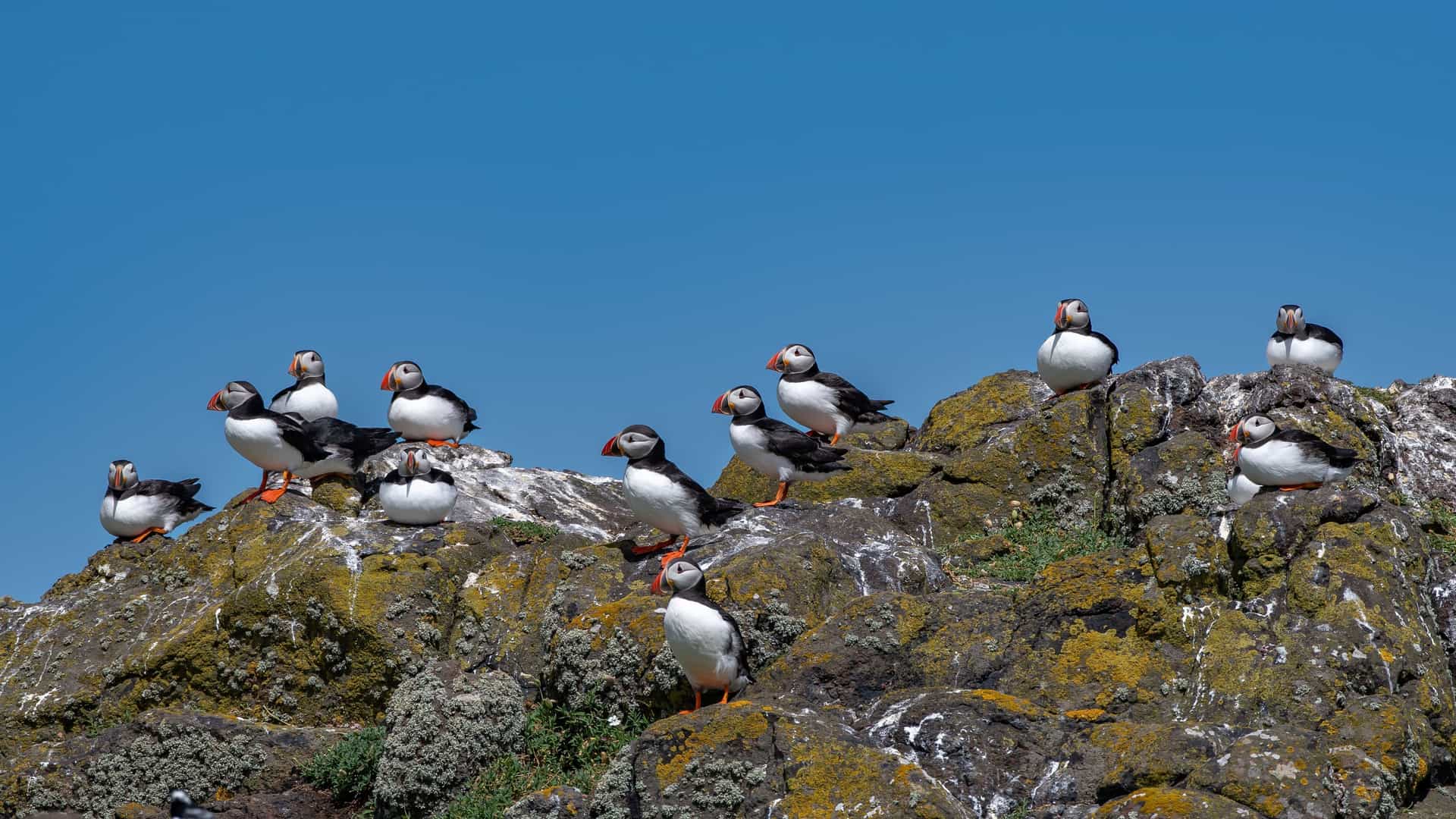 A group of several Atlantic puffins perched on a rocky, moss-covered cliff on the Isle of May, with a clear blue sky in the background.