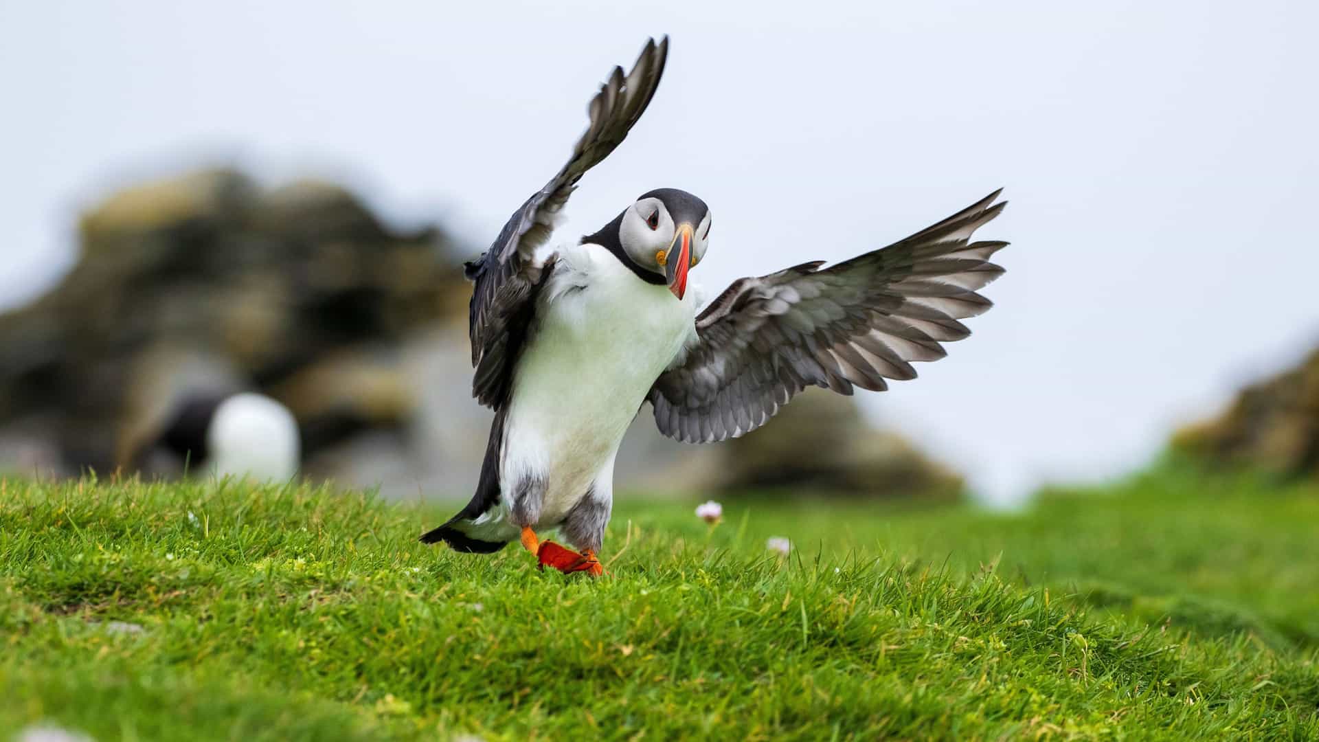 A playful puffin with outstretched wings and a vibrant beak, landing on a grassy cliff on the Isle of Noss, part of the Shetland Islands.