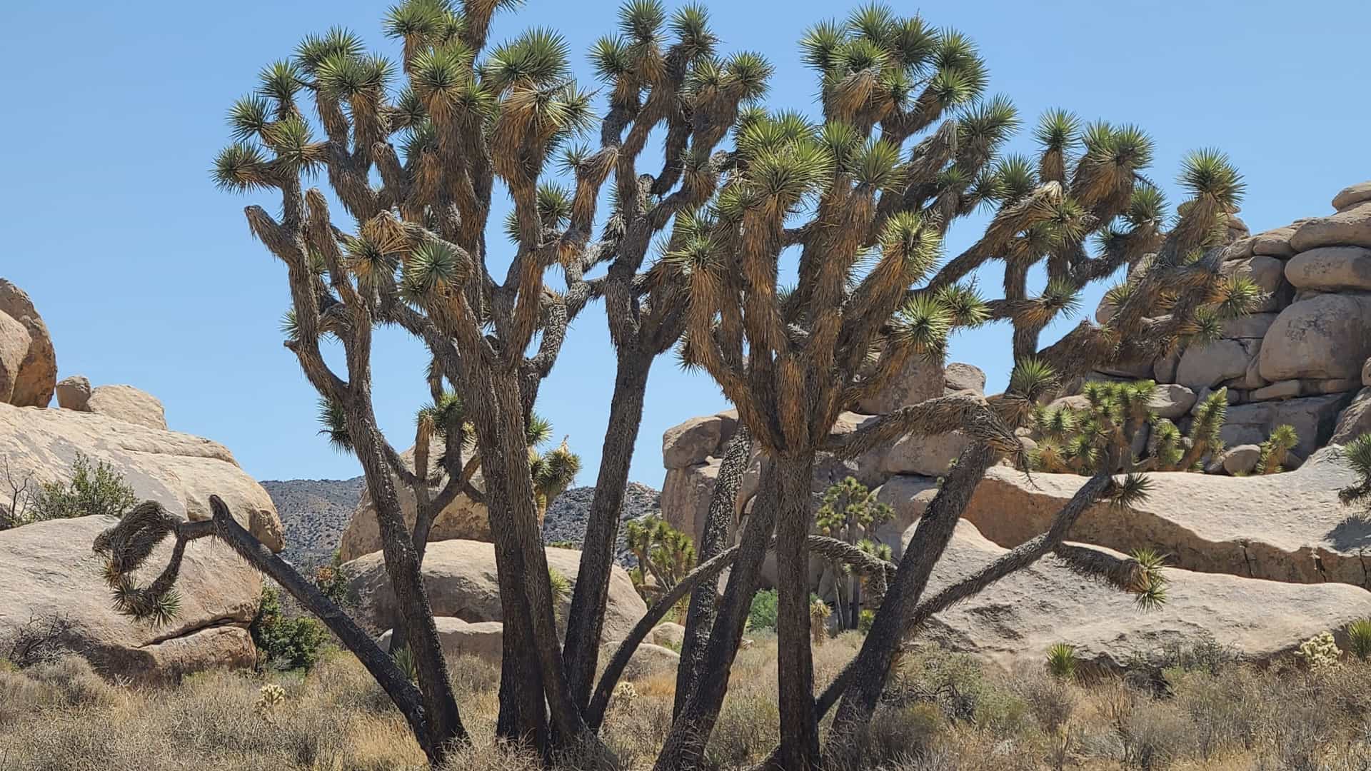 A cluster of towering, branched Joshua Trees (Yucca brevifolia) with spiky green crowns, standing in a dry, desert landscape with large, rounded granite rock formations under a bright blue sky in Joshua Tree National Park, California, USA.