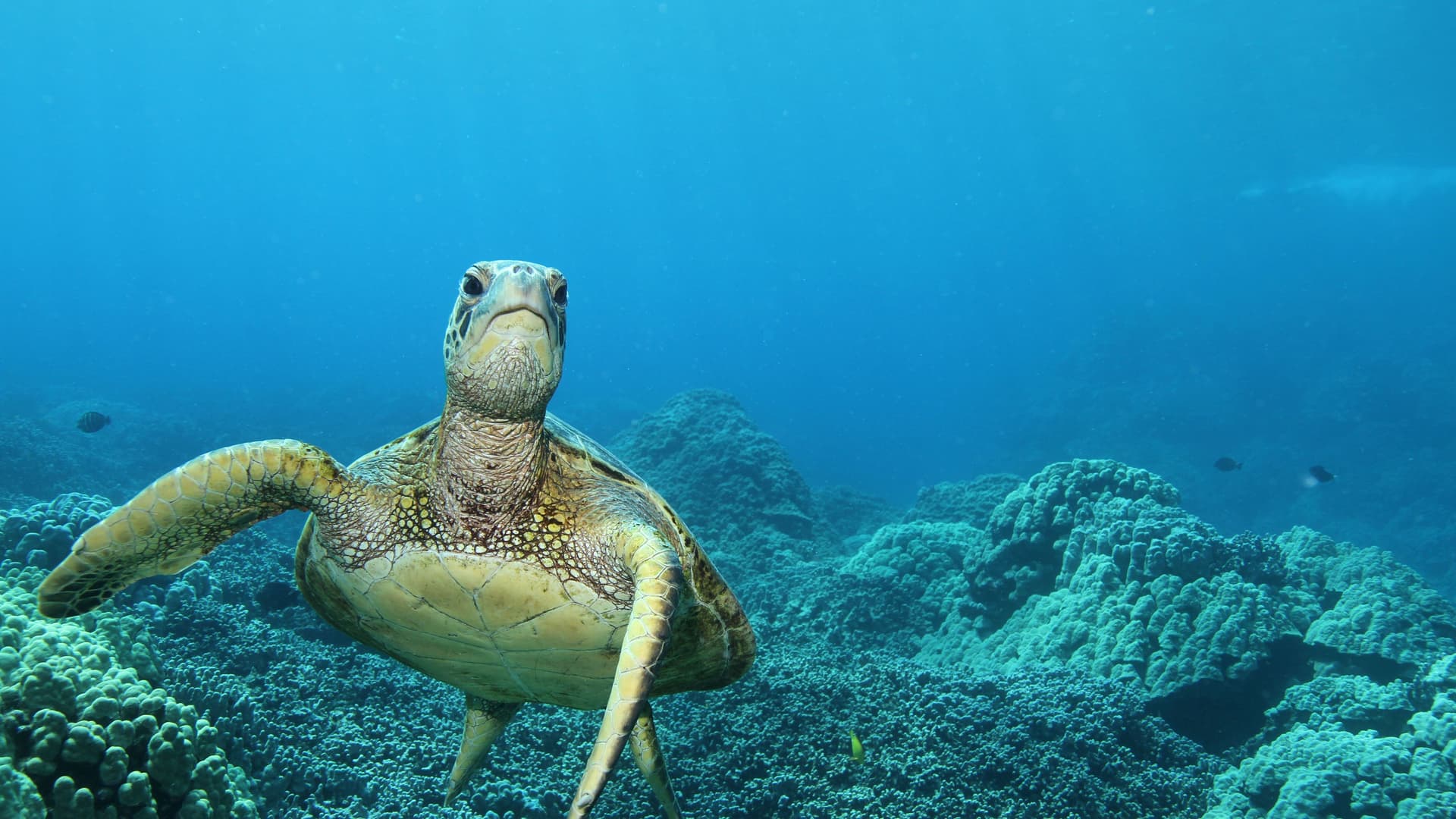 A stunning underwater close-up of a large green sea turtle swimming toward the camera, surrounded by coral reefs in the clear blue waters off Kailua-Kona, Hawaii.