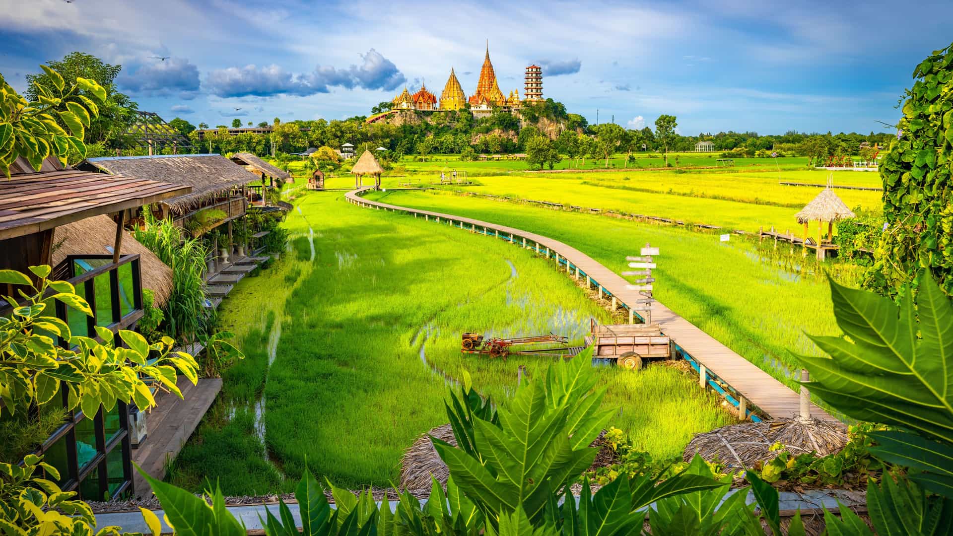 "A scenic landscape of lush green rice paddies in Kanchanaburi, Thailand, with a raised wooden walkway leading towards the majestic Tiger Cave Temple, or Wat Tham Suea, on a hill in the background. "
