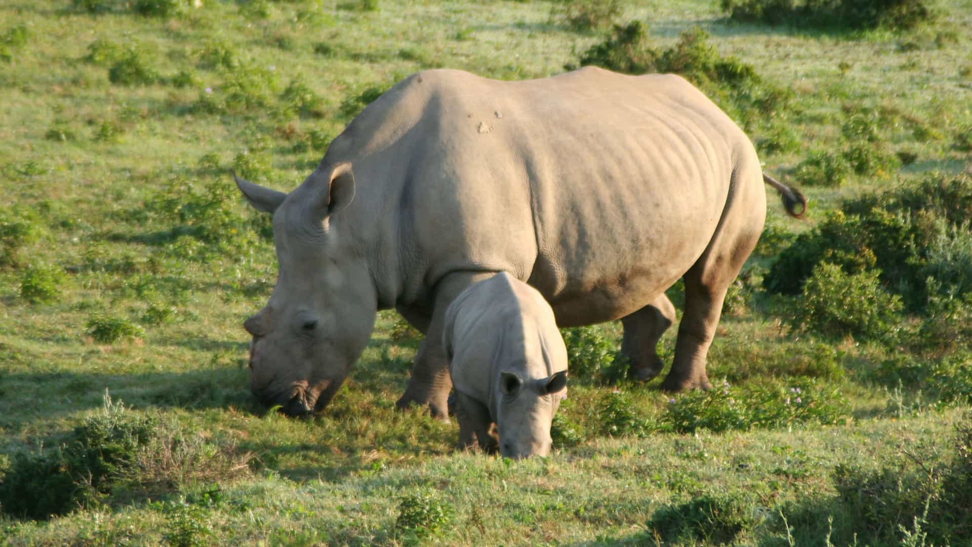 "A beautiful and heartwarming image of a white rhinoceros mother and her calf grazing in a lush green field at the Kariega Game Reserve in South Africa. "
