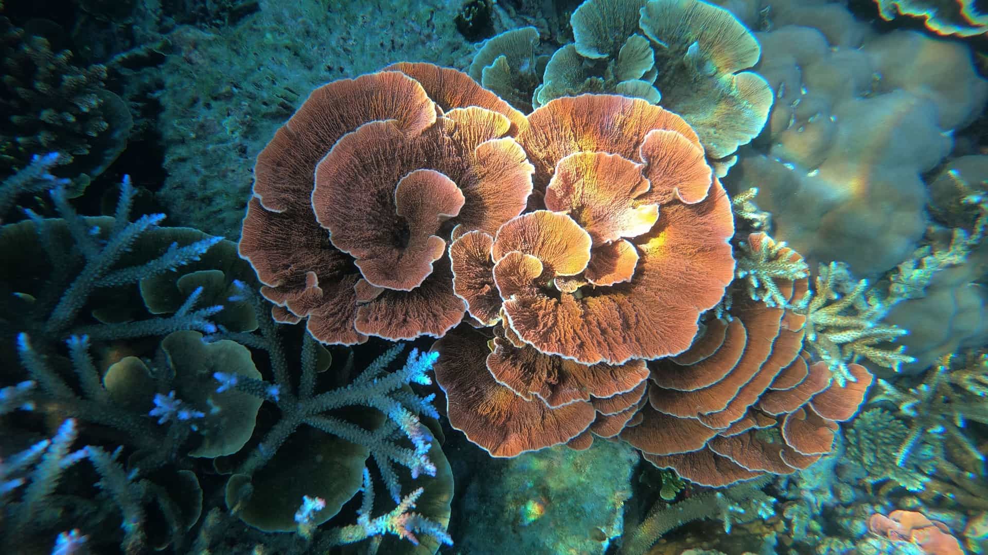 A detailed underwater close-up of a stunning, fan-shaped coral formation with intricate folds and textures, part of a vibrant reef system in the clear blue waters of Karimun Jawa, Indonesia.