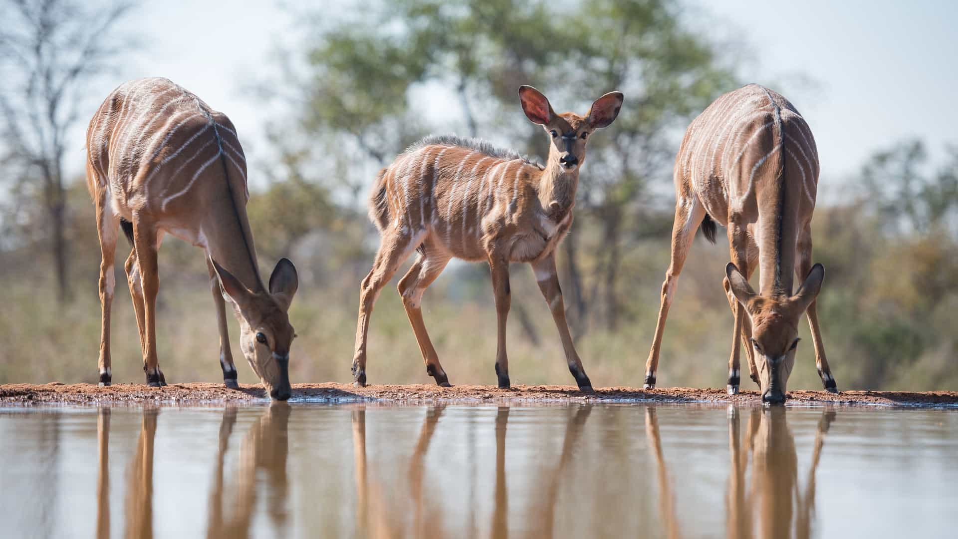 "A trio of Nyala antelopes, two adults and one young calf, drinking from a watering hole, with their reflections visible in the still water at the Karongwe Private Game Reserve in South Africa. "