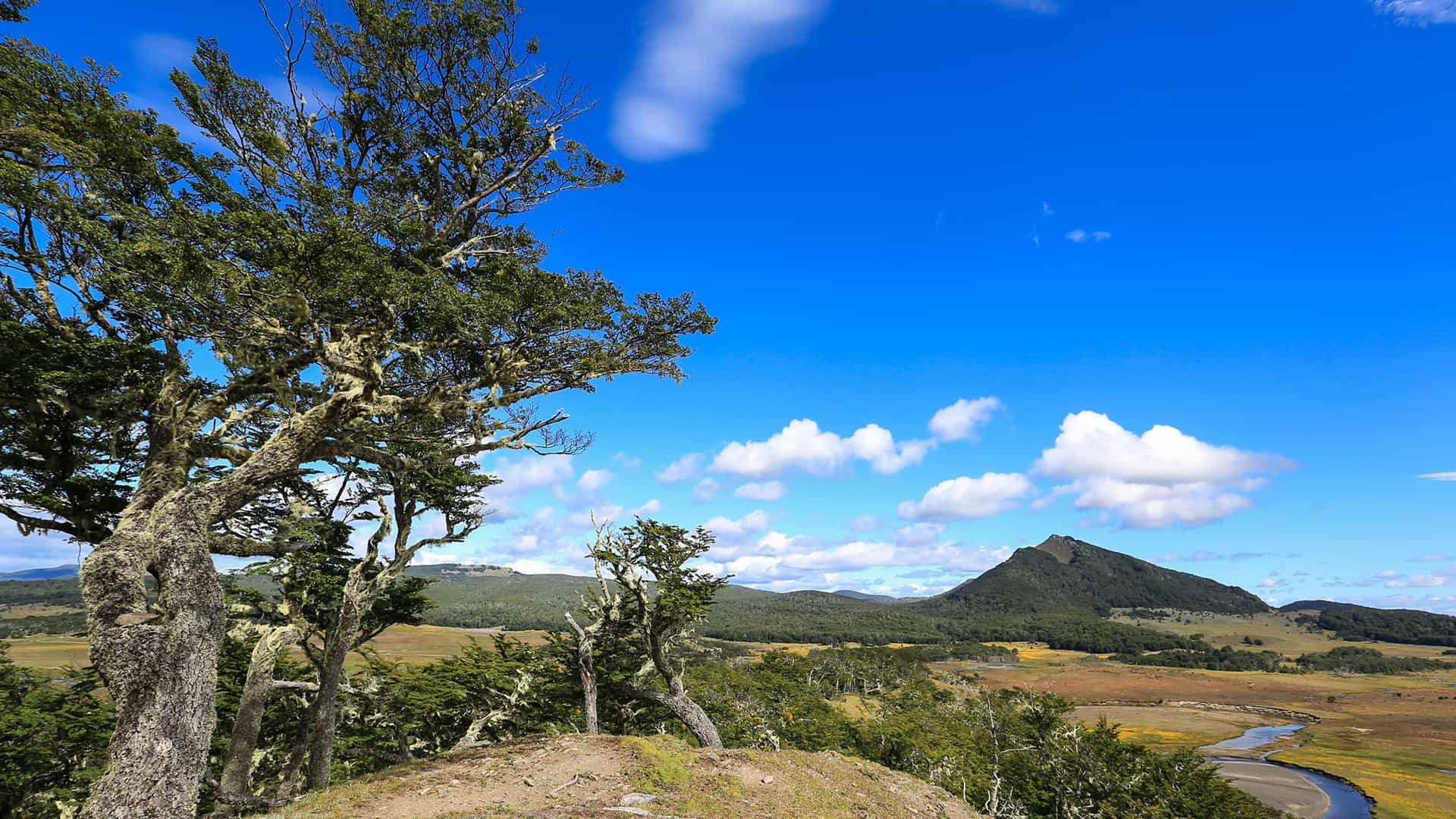 A rugged Patagonian landscape in Karukinka Natural Park, Tierra del Fuego, featuring twisted trees, a winding river, and a distant mountain peak under a bright blue sky.