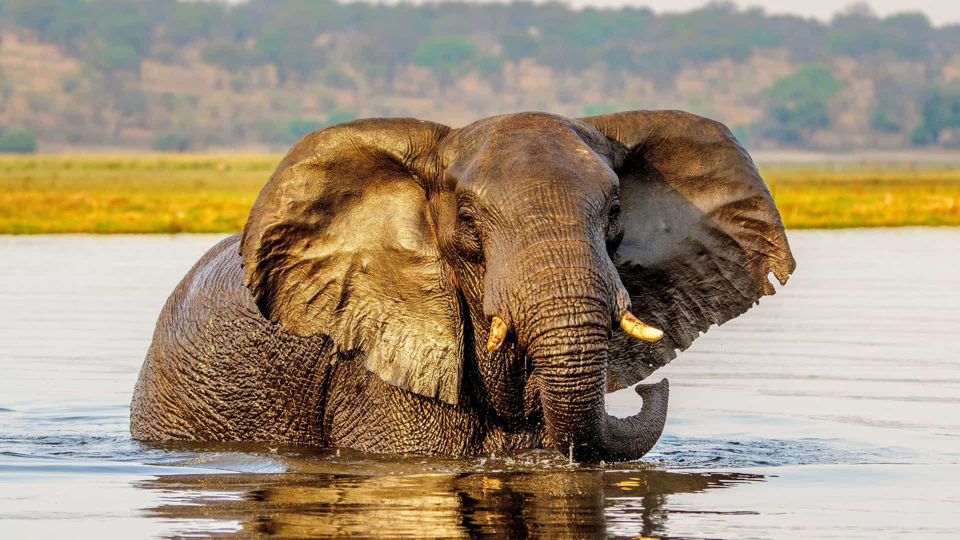 A magnificent African elephant wades in the Chobe River near Kasane, Botswana, with its trunk raised and ears spread, against a golden-hour backdrop.