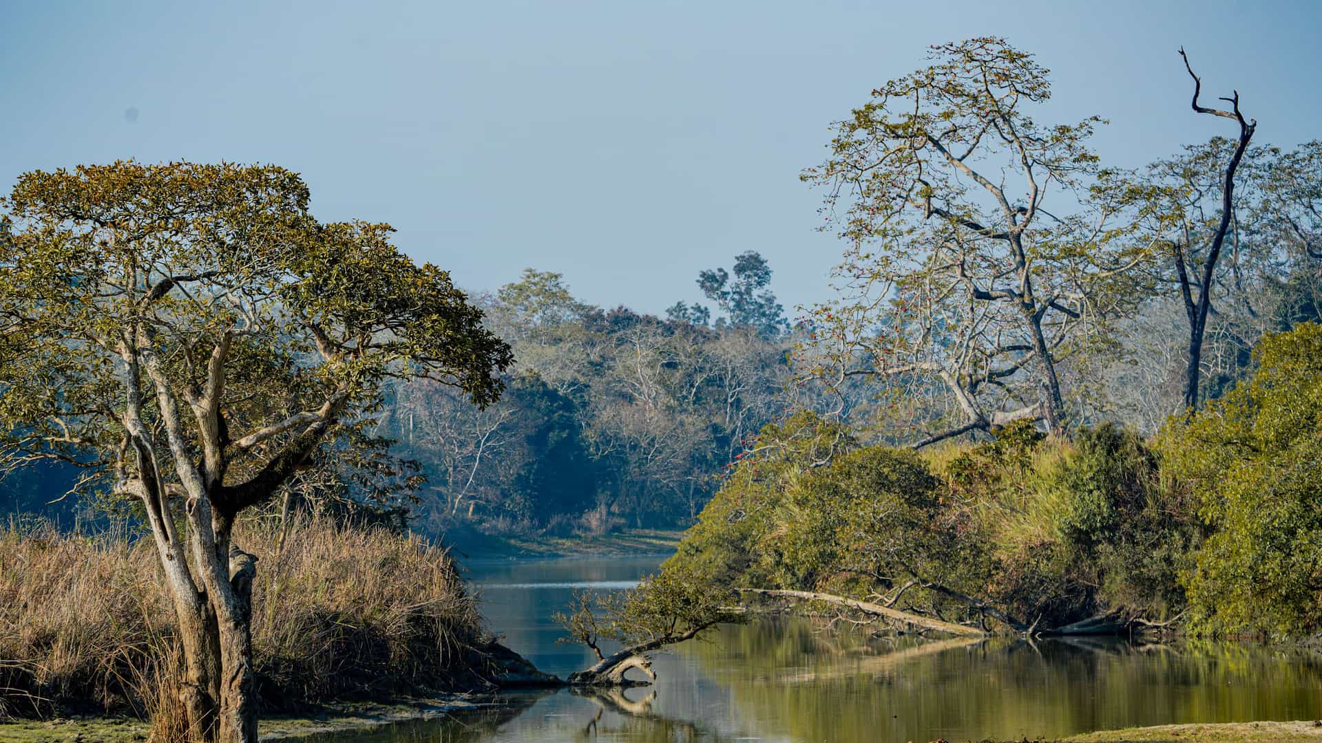 "A scenic and tranquil shot of a river flowing through the lush green landscape of Kaziranga National Park in Assam, India, with tall trees and thick vegetation along its banks. "