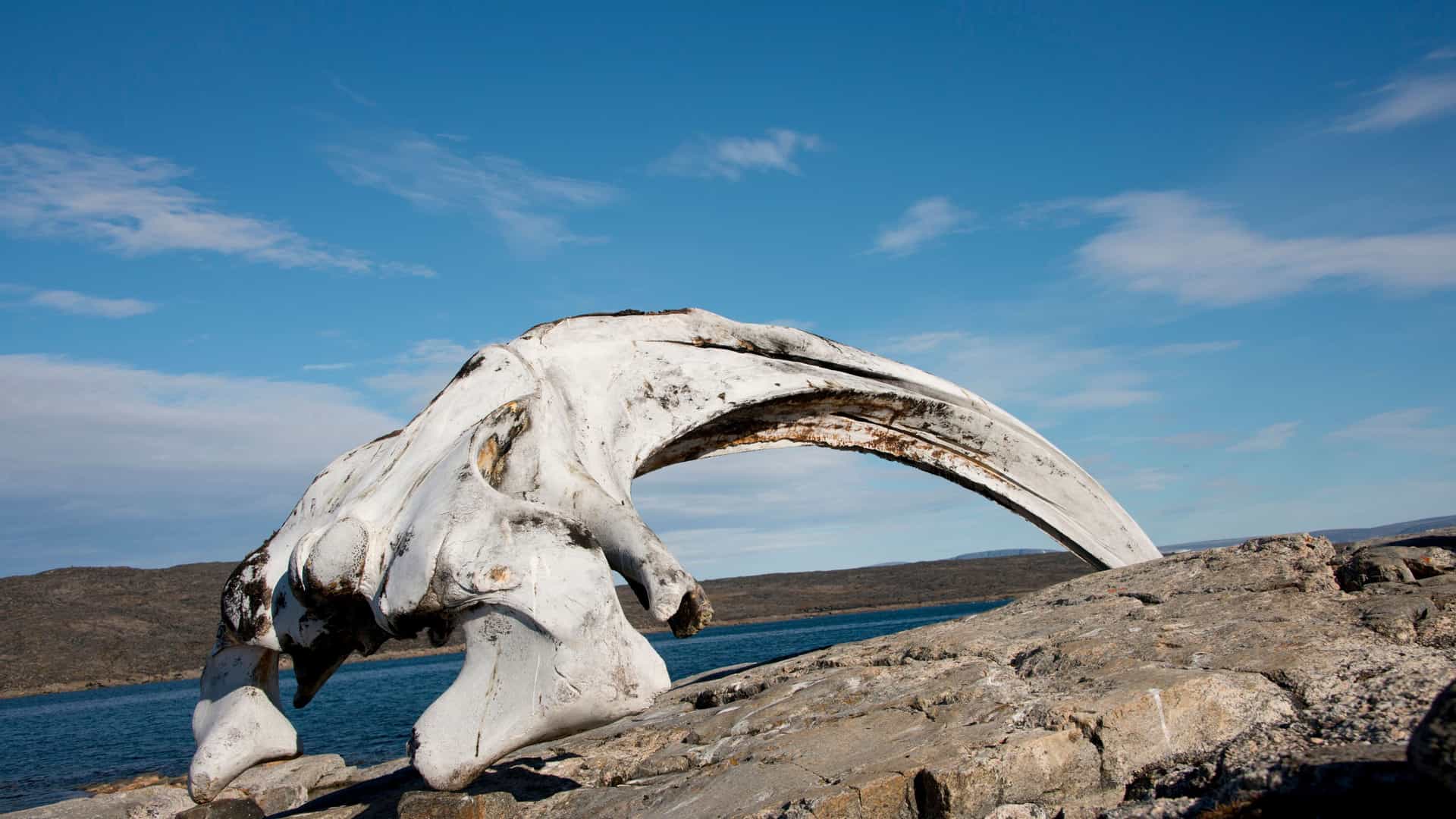 A weathered white whale skull rests on a rocky shore of Kekerten Island, a historic whaling site, with the sea and a clear blue sky in the background.