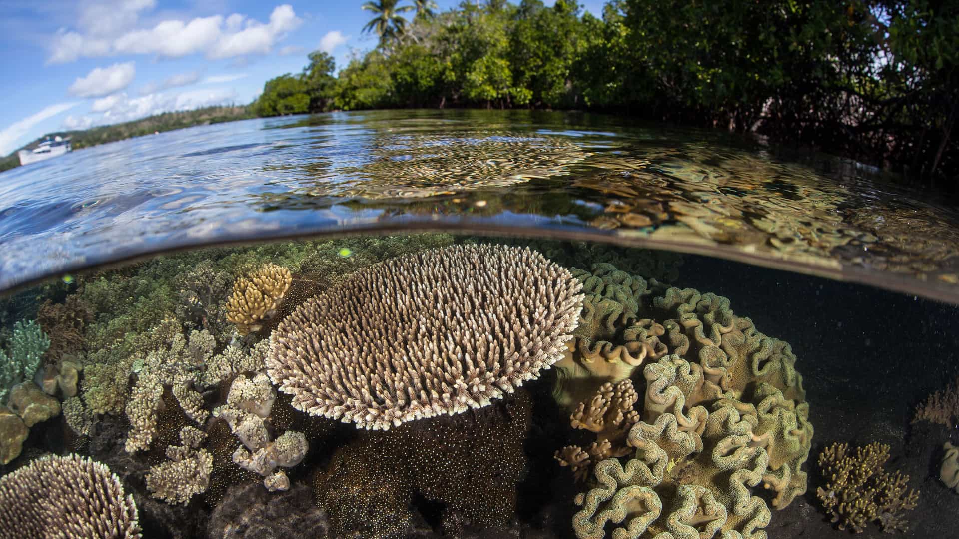 A half-underwater shot of Kennedy Island, Solomon Islands, showcasing a vibrant shallow coral reef ecosystem with colorful hard and soft corals and tropical foliage above.