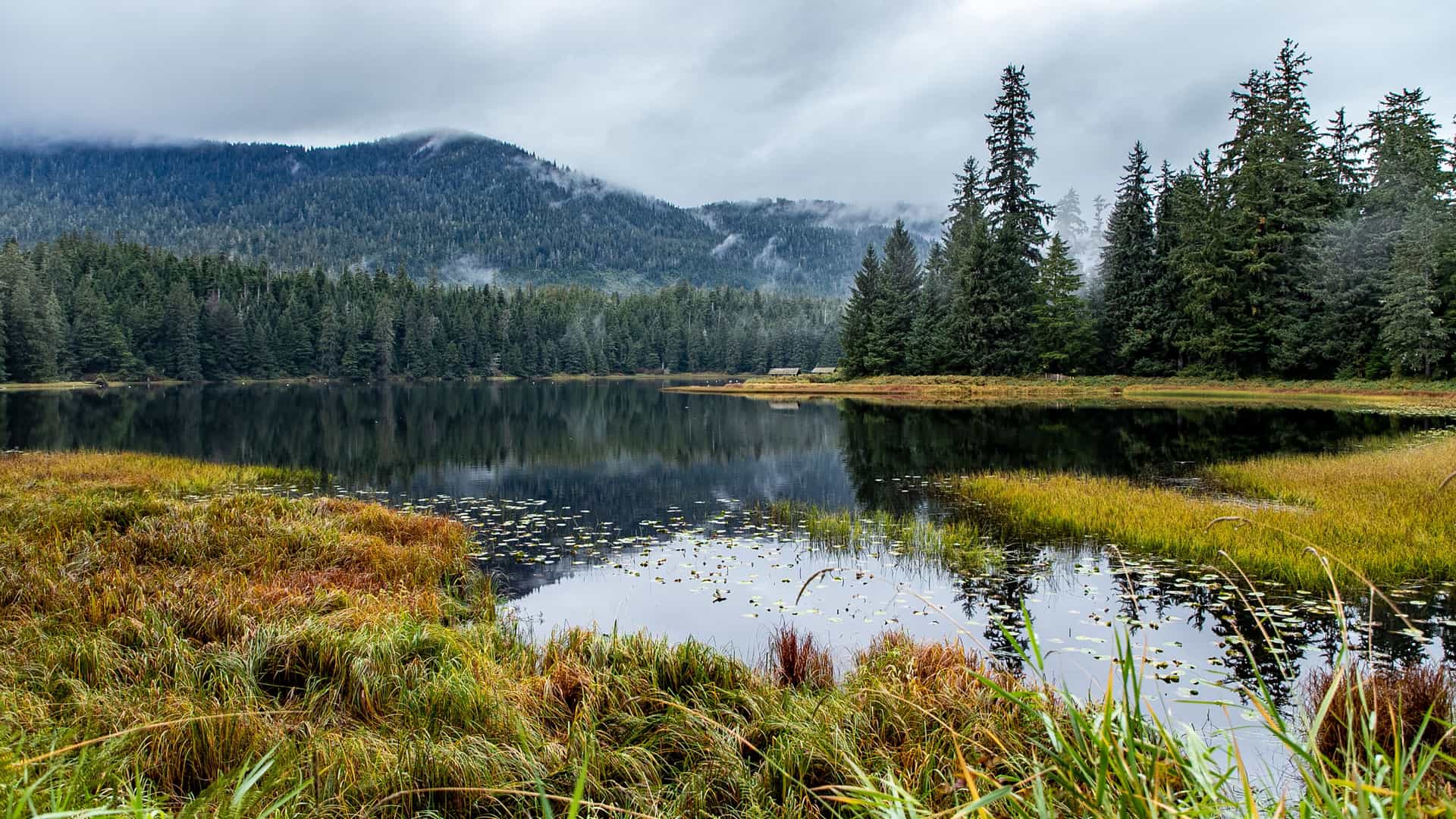 "A calm, reflective view of a pond in Ward Cove, Ketchikan, Alaska, with dense pine forests covering the mountains, lush green and brown grasses in the foreground, and a cloudy sky. "