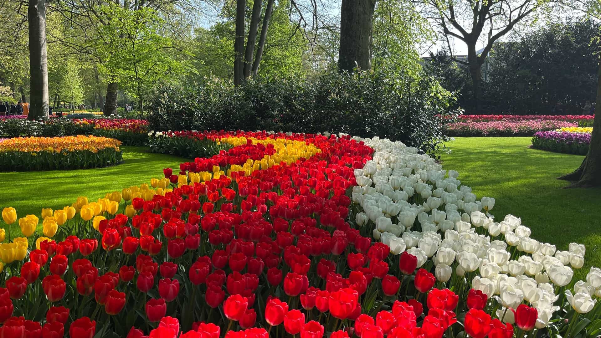 A wide, low-angle view of the Keukenhof Gardens in Lisse, Netherlands, showing large, sweeping beds of bright tulips arranged in stripes of solid red, yellow, and white, surrounded by manicured green lawn and mature trees on a sunny day.