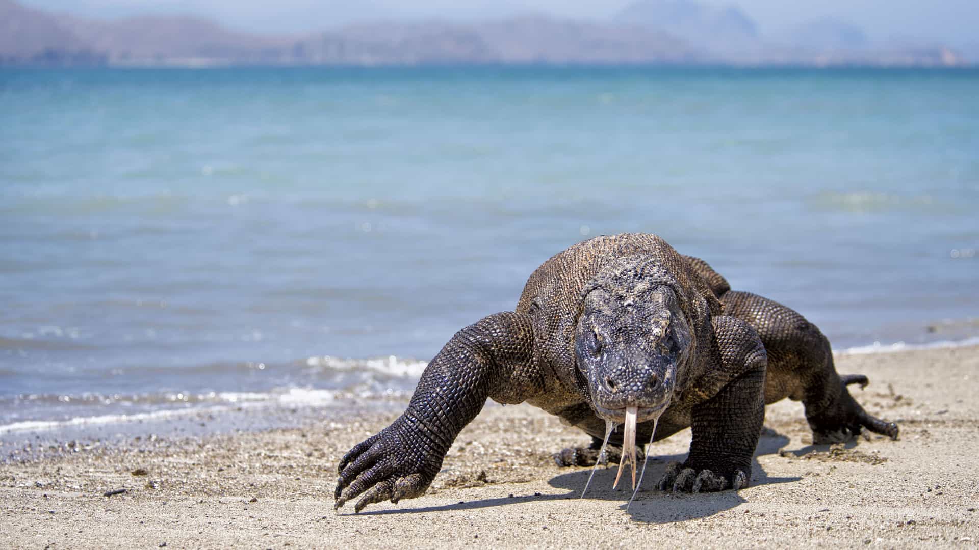 A massive Komodo dragon, the world's largest lizard, walking along the sandy beach with its tongue out on Komodo Island, Indonesia, with the ocean and mountains in the background.