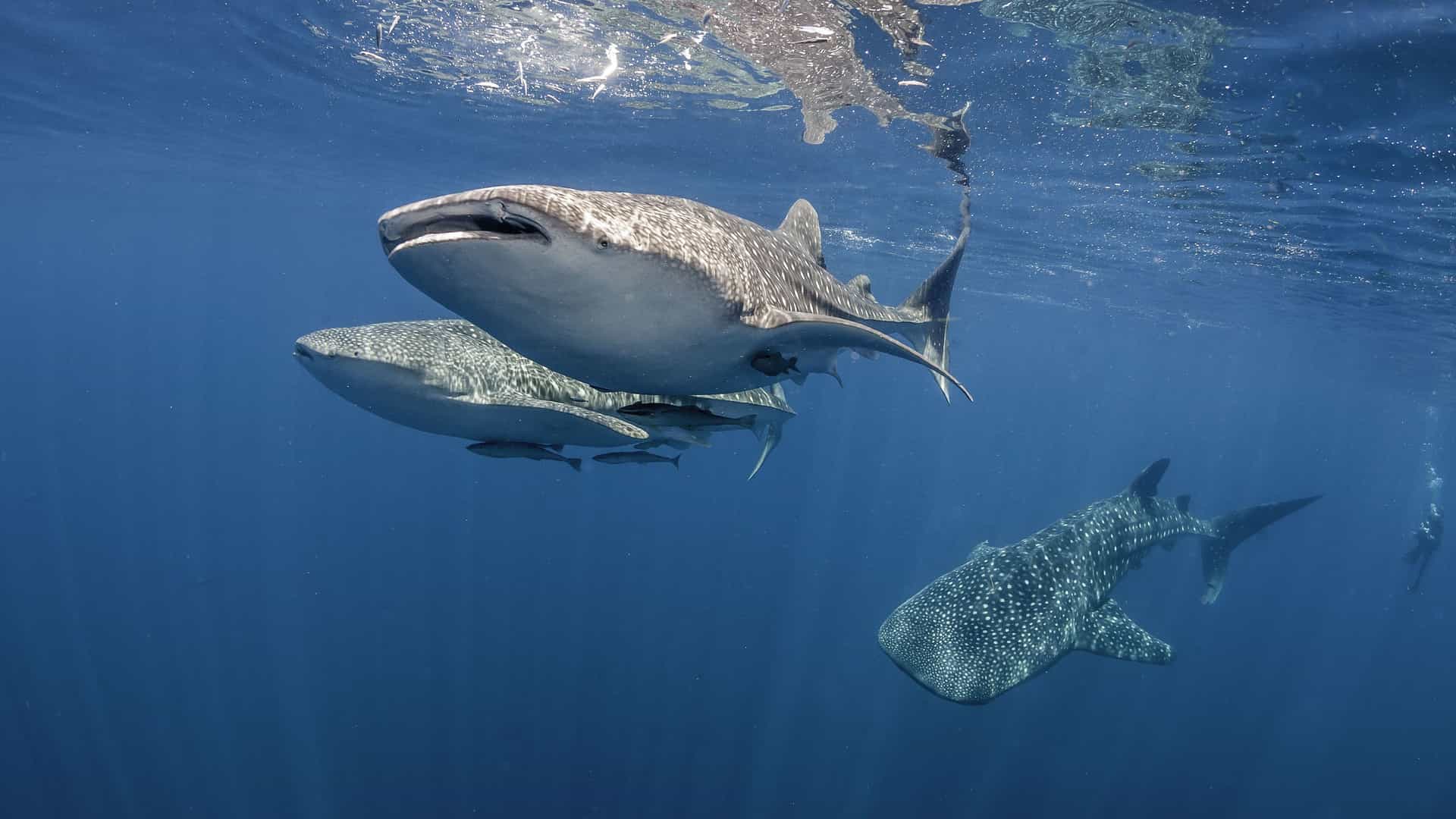 An underwater shot of three massive whale sharks swimming gracefully in the deep blue waters of the Kwatisore Peninsula, Indonesia.