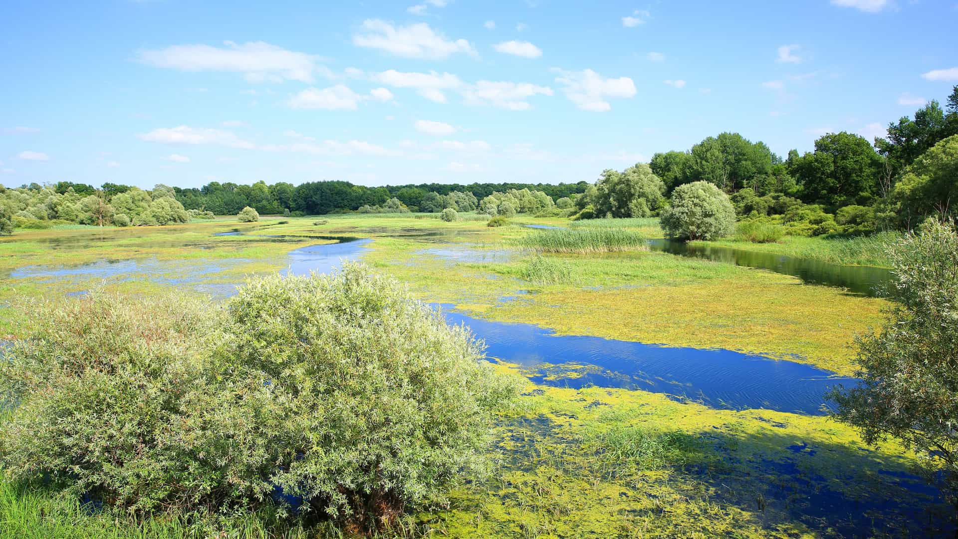 "A serene rural landscape with a river flowing through a large wetland and swamp area near L'Orient, France, surrounded by lush greenery under a bright blue sky. "