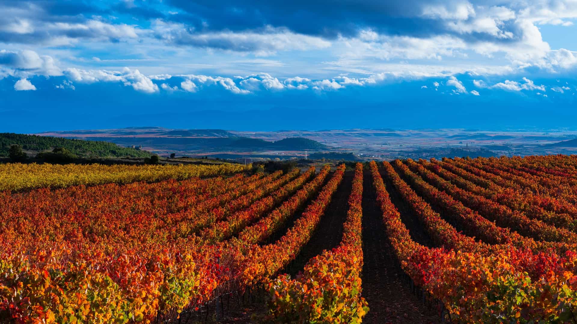 A wide panoramic view of the La Rioja wine region in Spain, showcasing rows of grapevines with vibrant autumn foliage in shades of deep red, orange, and yellow stretching into the distance under a dramatic blue sky with low, textured clouds.