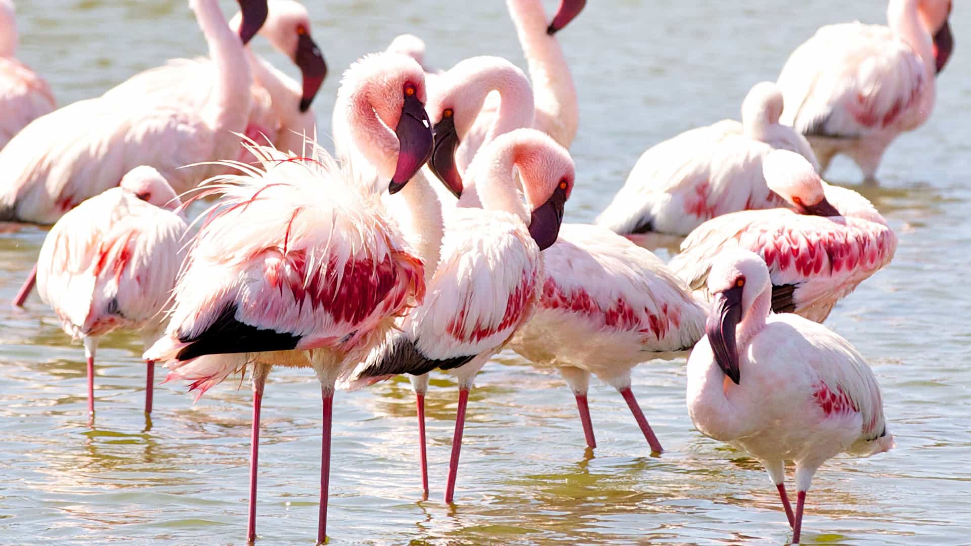 A close-up of a flock of beautiful pink flamingos standing in the shallow water of Lake Manyara National Park in Tanzania.