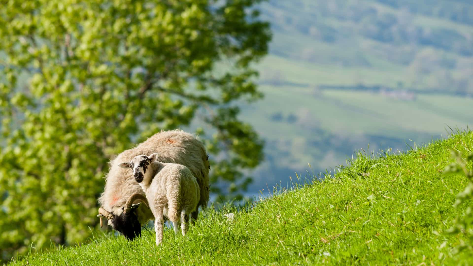 A high-resolution image of a mother sheep and her lamb grazing on a vibrant green hillside near Loch Ewe, Scotland, with blurred trees and mountains in the background.