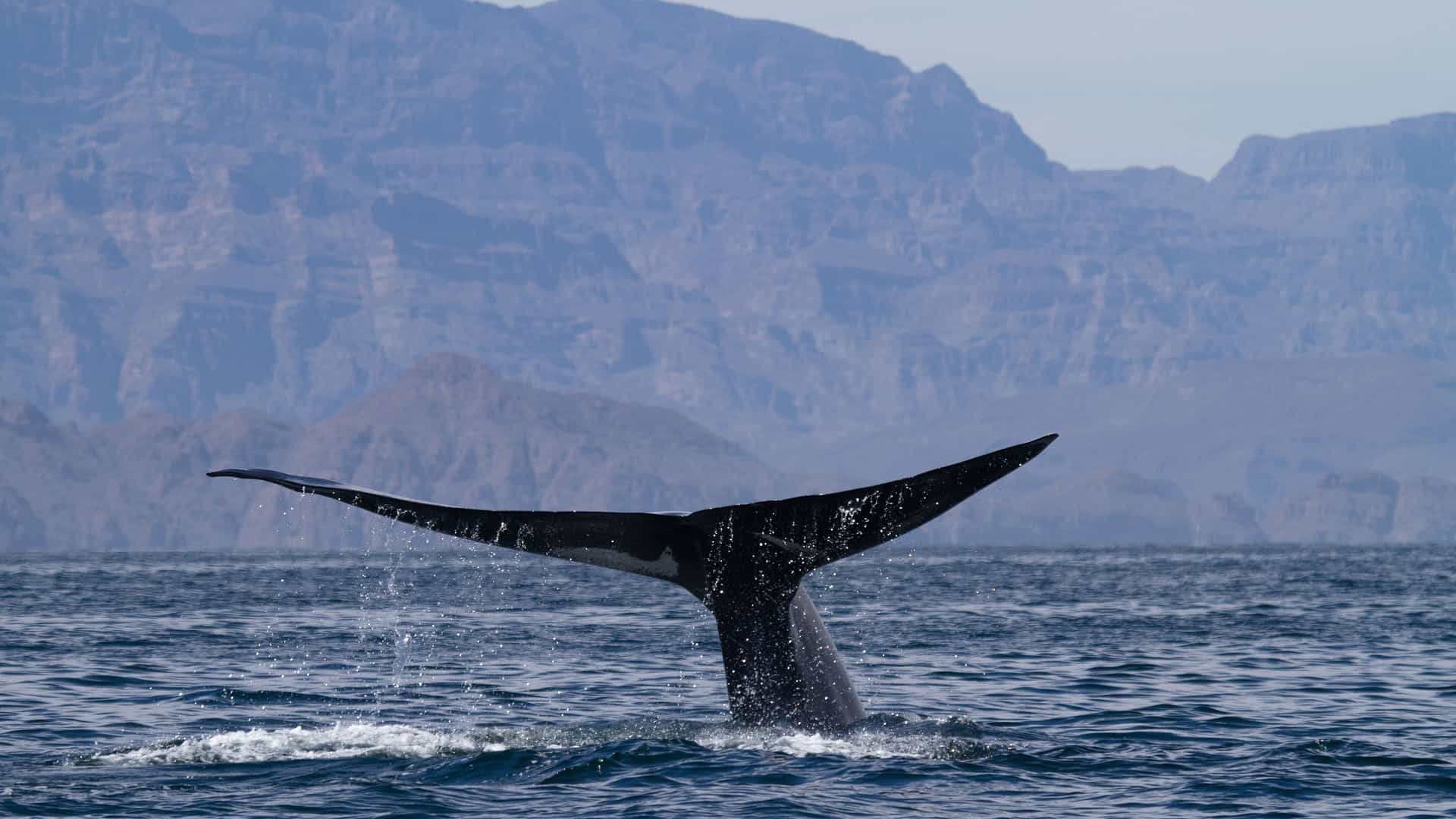 A striking image of a whale's tail diving into the sea near Loreto, Mexico, with a stunning backdrop of the Sierra de la Giganta mountain range.