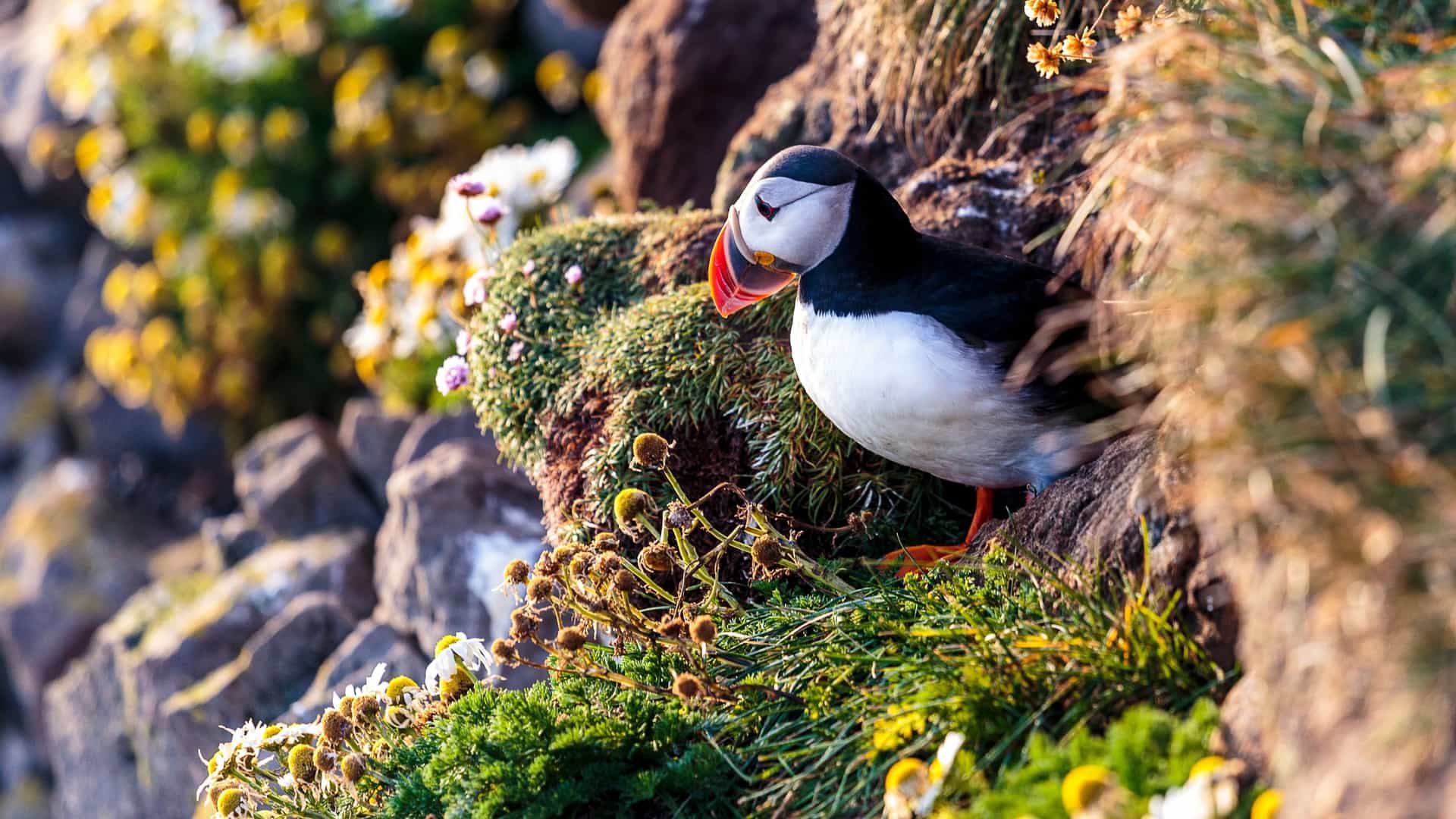 A beautiful, detailed photo of a puffin, with its distinct colorful beak, sitting among wildflowers and rocks on the cliffside of Lundy Island, England.