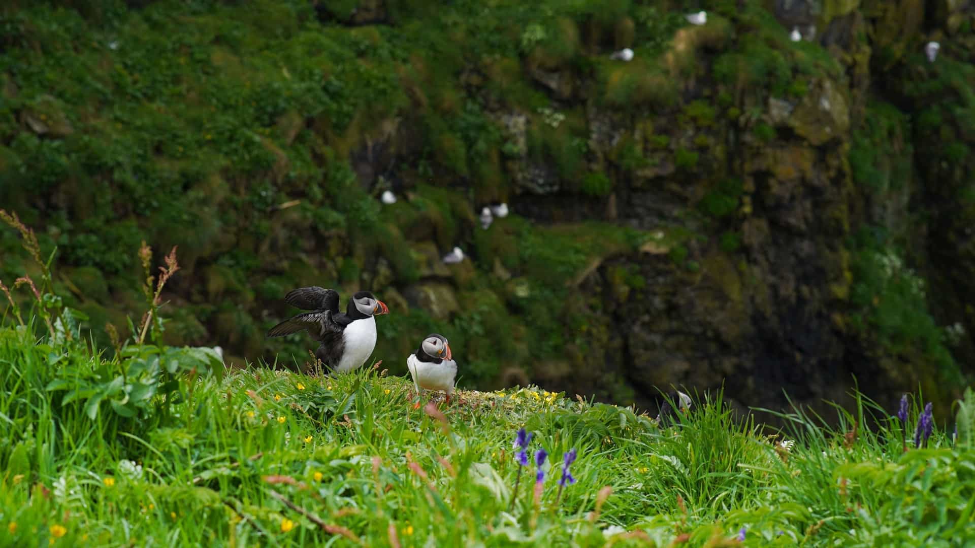 A beautiful scene of two puffins on the green, grassy cliffside of Lunga, an island in the Treshnish Isles of Scotland, with other birds nesting in the rock face behind them.