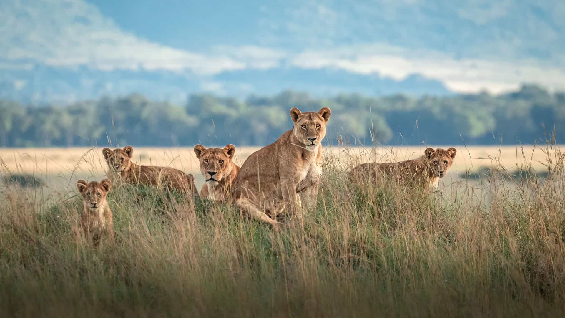 "A majestic pride of lionesses and cubs sitting in the tall grass of the Maasai Mara National Reserve in Kenya, looking directly at the camera. "