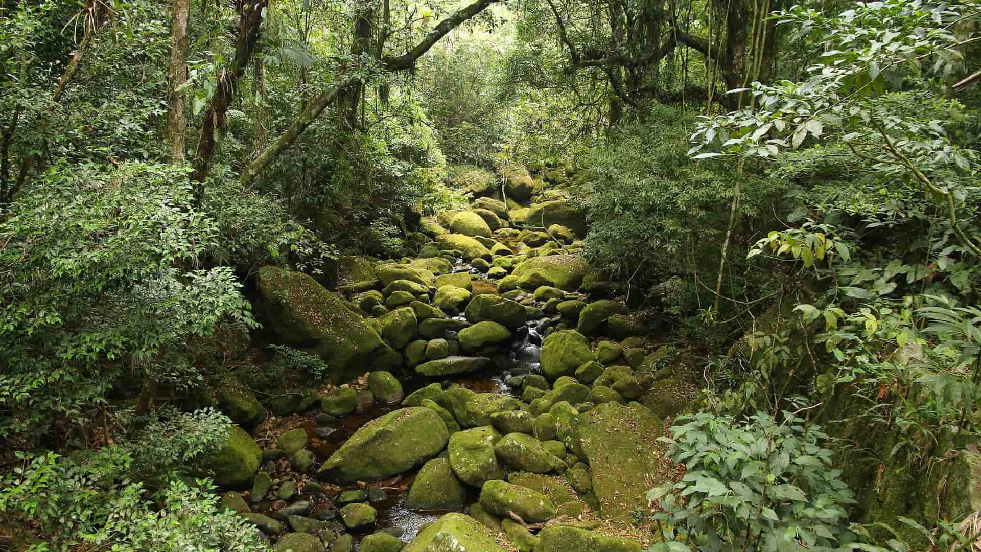 A wide-angle view of a serene rainforest stream with moss-covered rocks and lush green vegetation near Macapa, Brazil, at the mouth of the Amazon River.