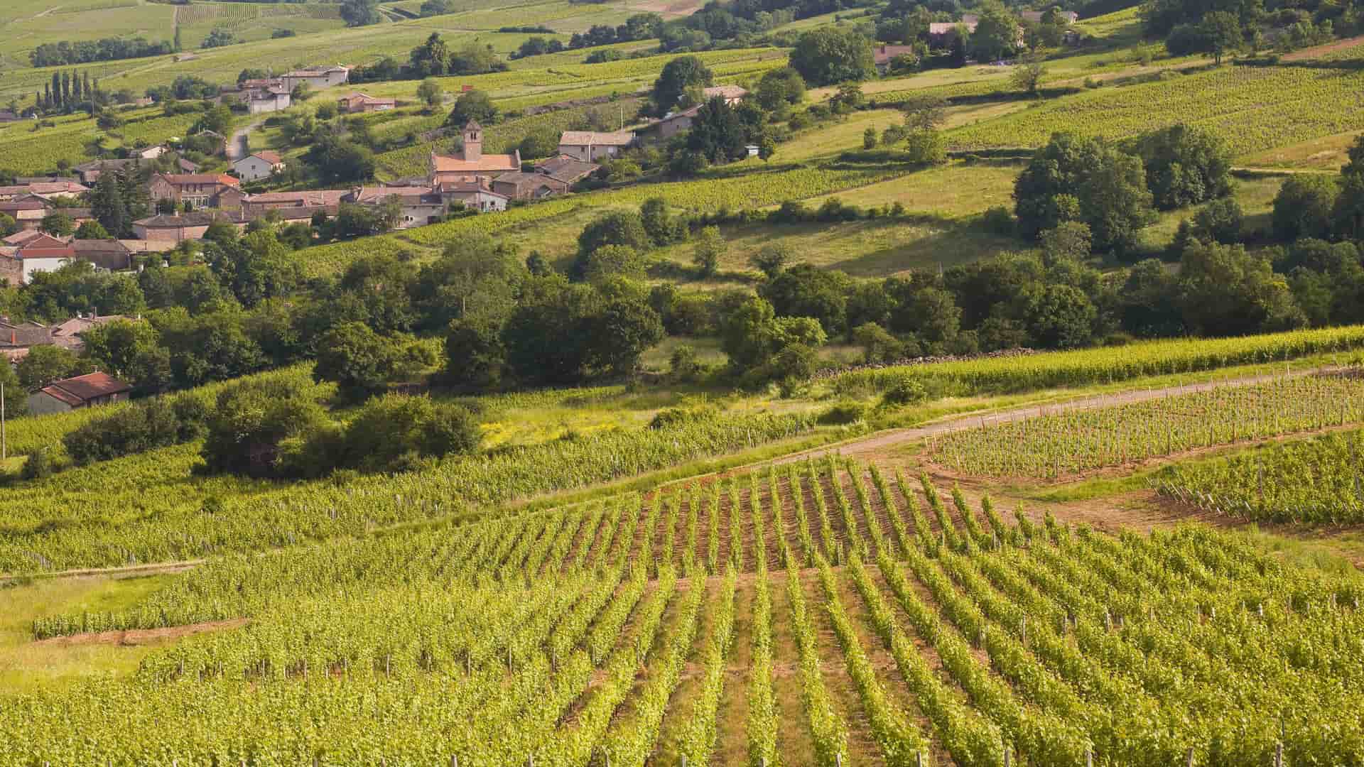 A scenic view of lush green vineyards and rolling hills in the countryside near Macon, France, with a small, traditional village nestled in the valley.