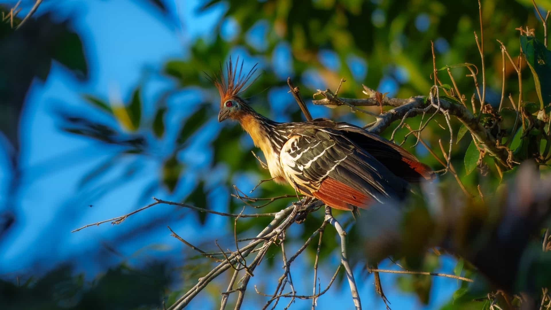 A striking Hoatzin bird with a spiky crest and bright red-orange chest perches on a branch in a leafy tree.