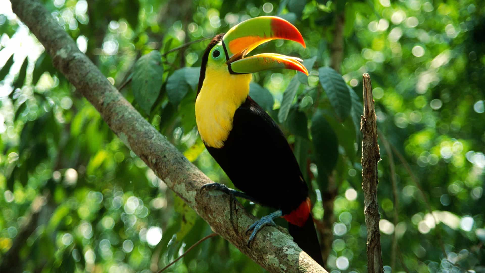 "A stunning toucan with its beak open, perched on a branch in the lush rainforest of Manuel Antonio National Park in Costa Rica. "