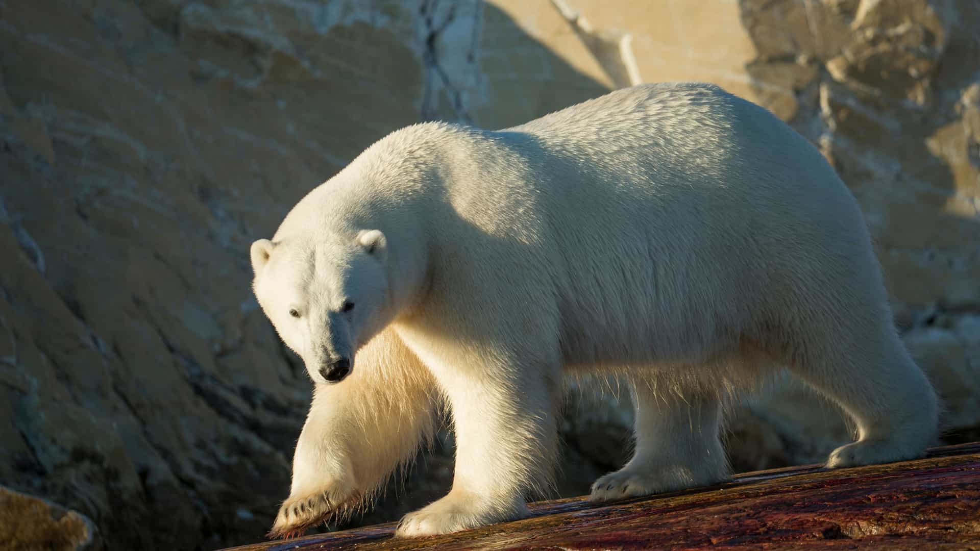 A magnificent polar bear standing on a rocky ledge on Marble Island, Canada, with a smooth rock face in the background.