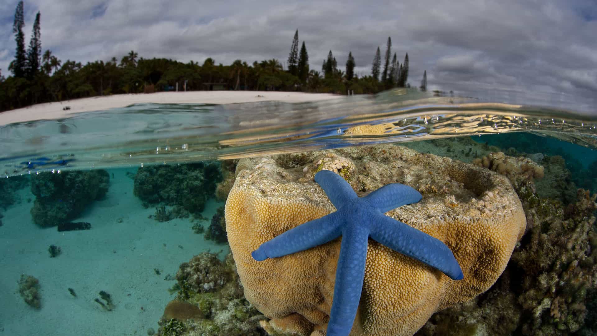 A unique half-underwater, half-above-water shot of a vibrant blue starfish on a coral reef in the crystal clear waters off the coast of Maré Island, New Caledonia.