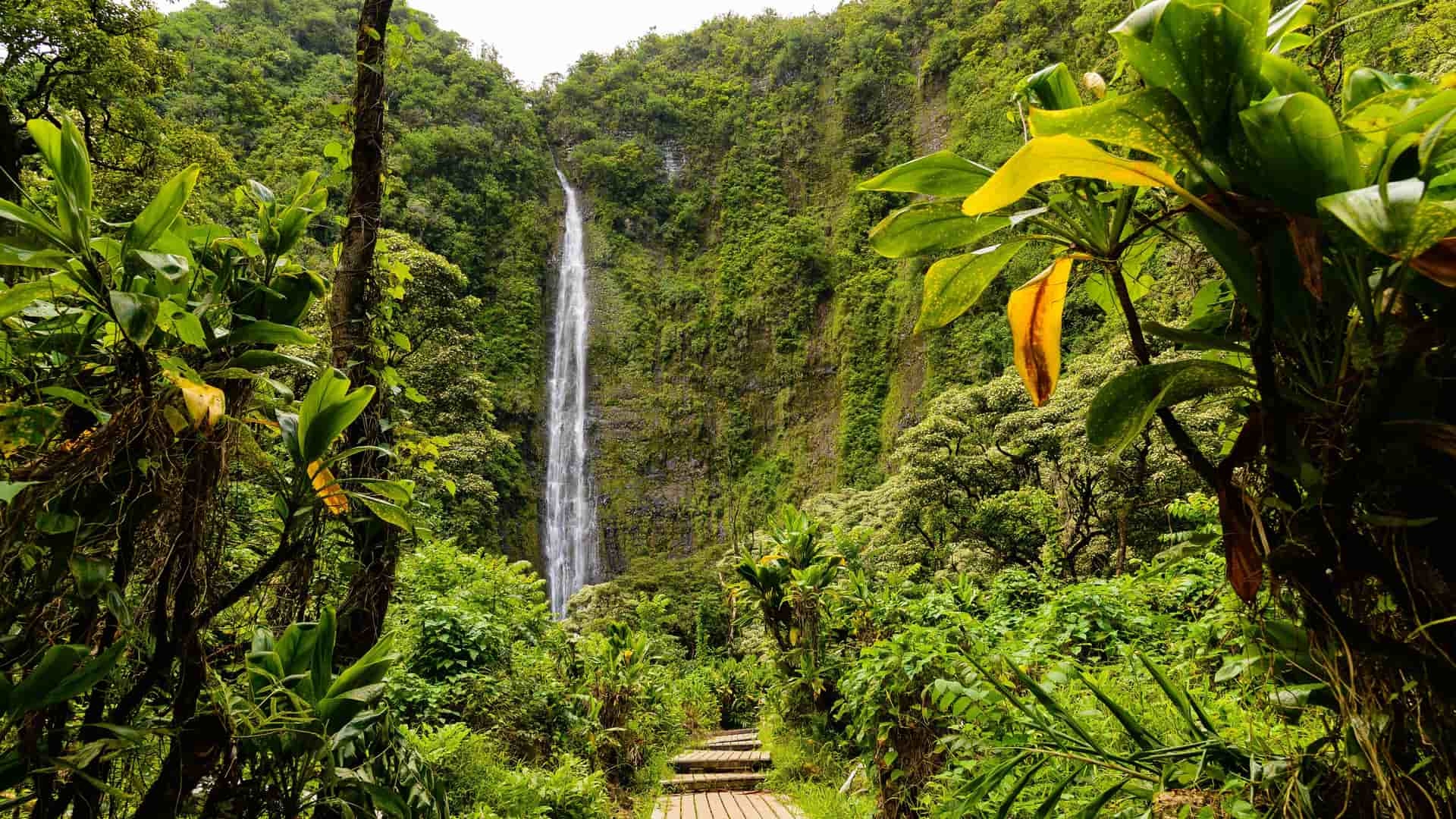 "A tranquil jungle scene in Maui, Hawaii, with a tall, slender waterfall cascading down a lush green cliff face and a wooden boardwalk leading toward it. "