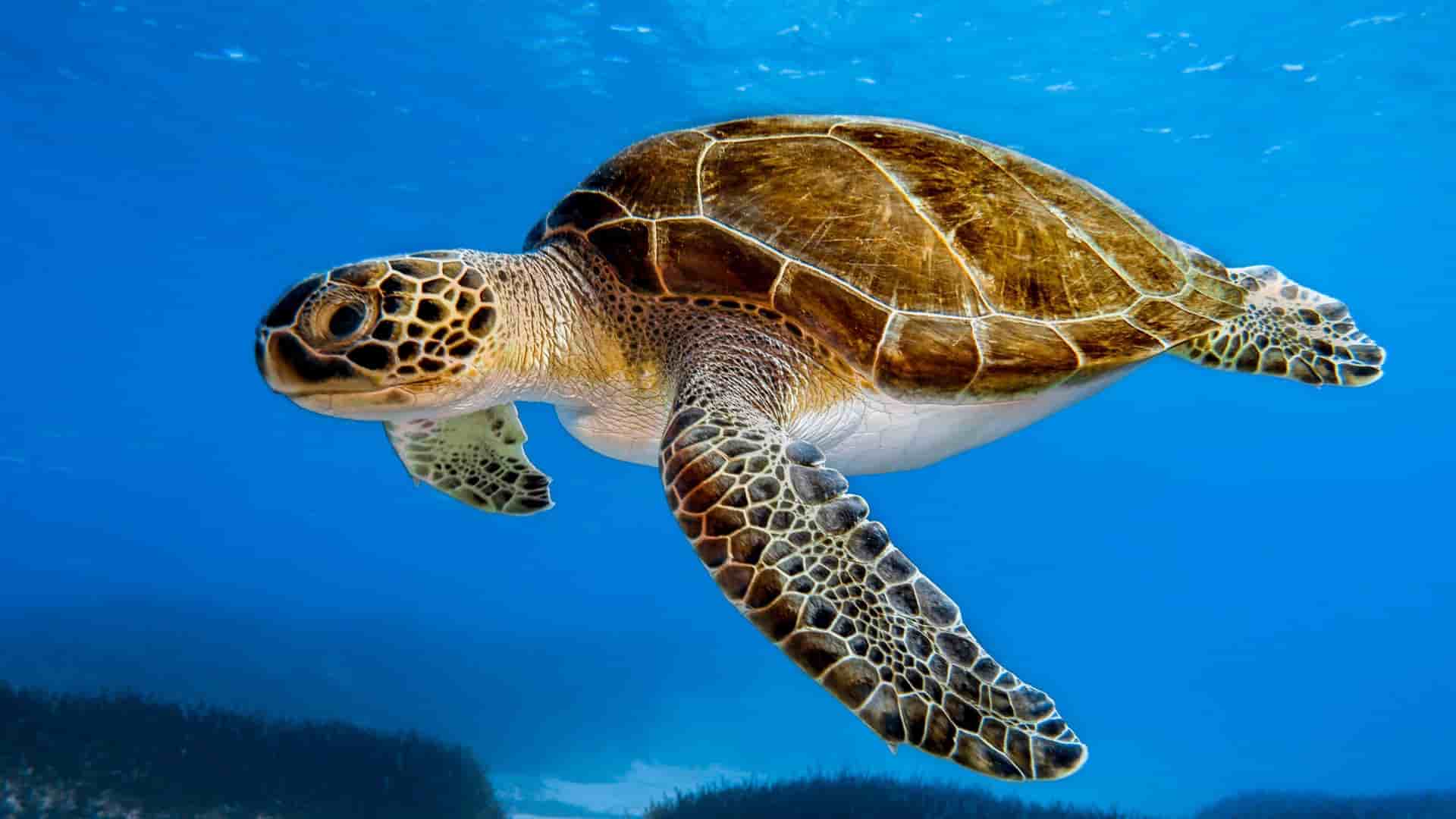 A close-up underwater shot of a majestic sea turtle swimming gracefully in the clear, blue waters of the Mediterranean Sea.