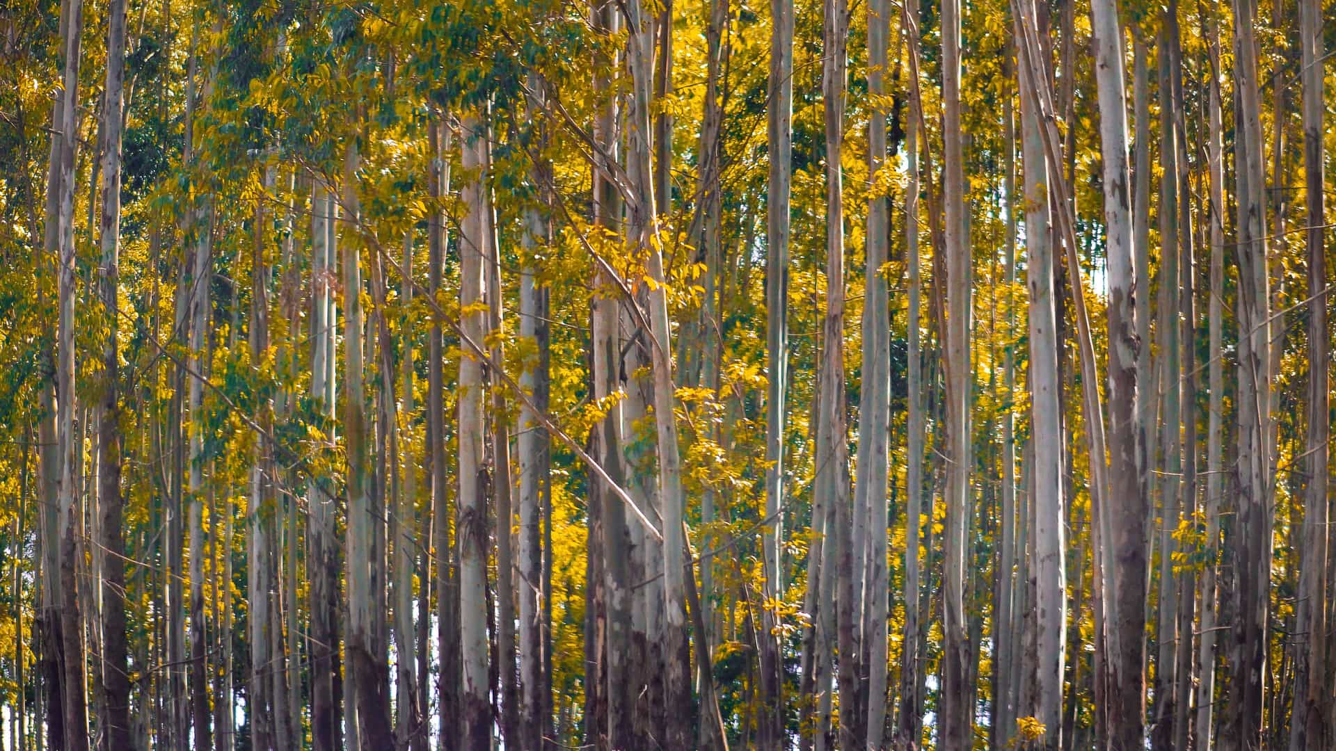 "A dense forest of tall, slender eucalyptus trees with glowing yellow foliage in Mhlambanyatsi, Eswatini. "